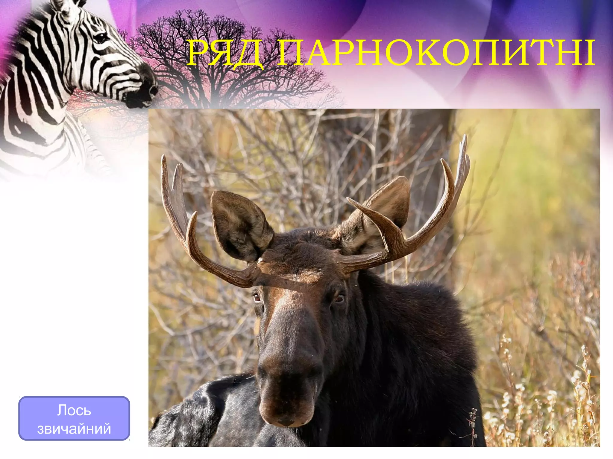 РЯД ПАРНОКОПИТНІ




   Лось
звичайний
 