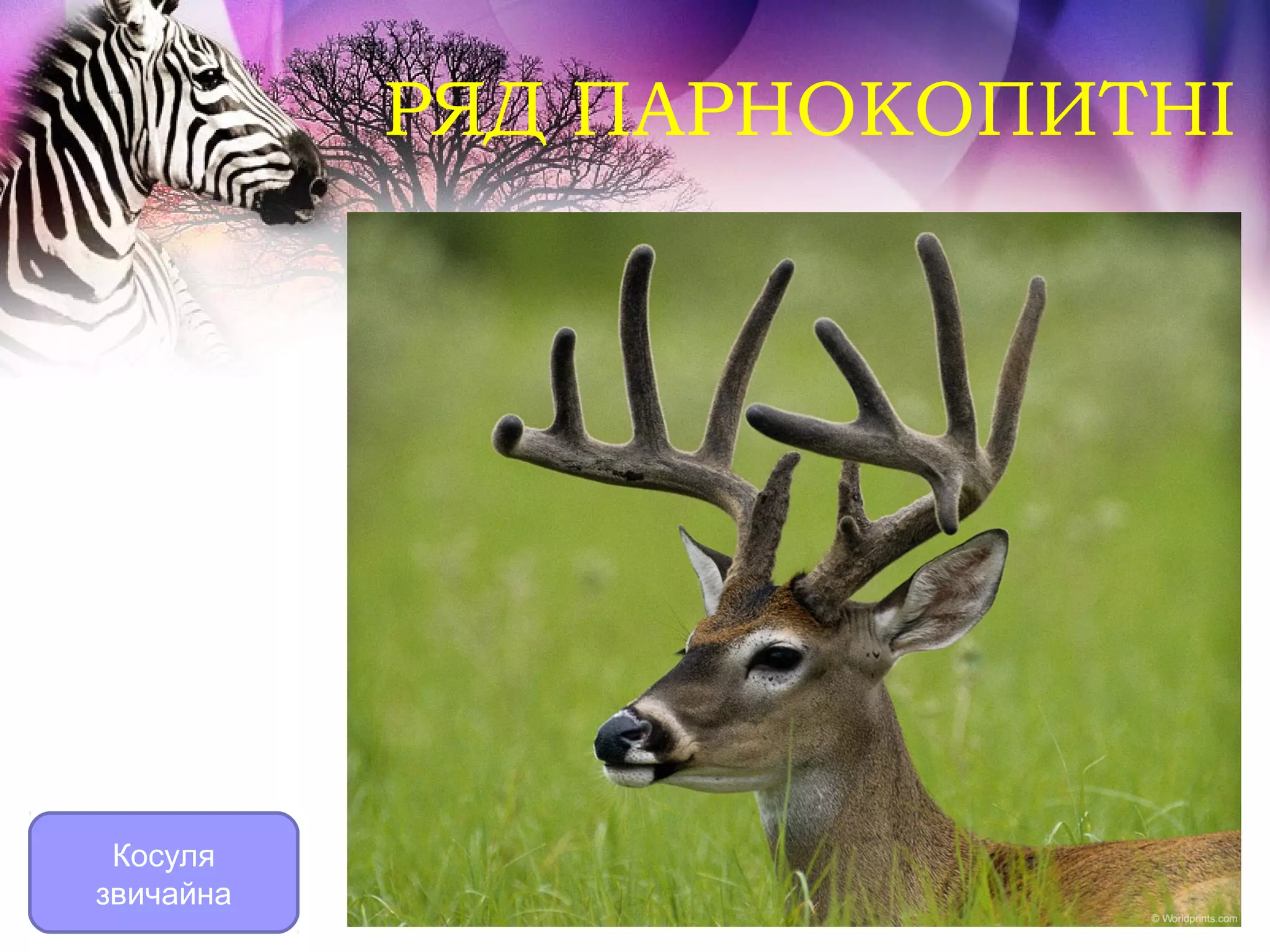 РЯД ПАРНОКОПИТНІ




 Косуля
звичайна
 