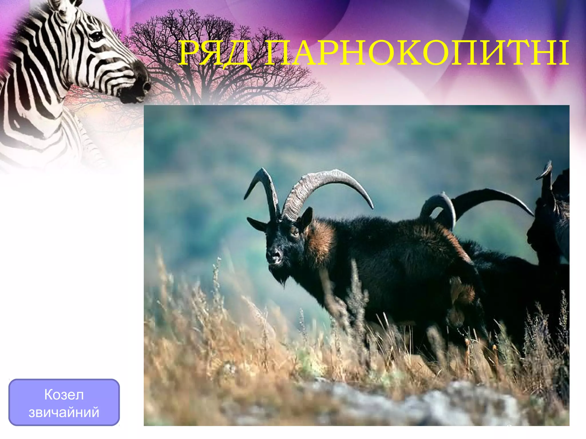 РЯД ПАРНОКОПИТНІ




  Козел
звичайний
 