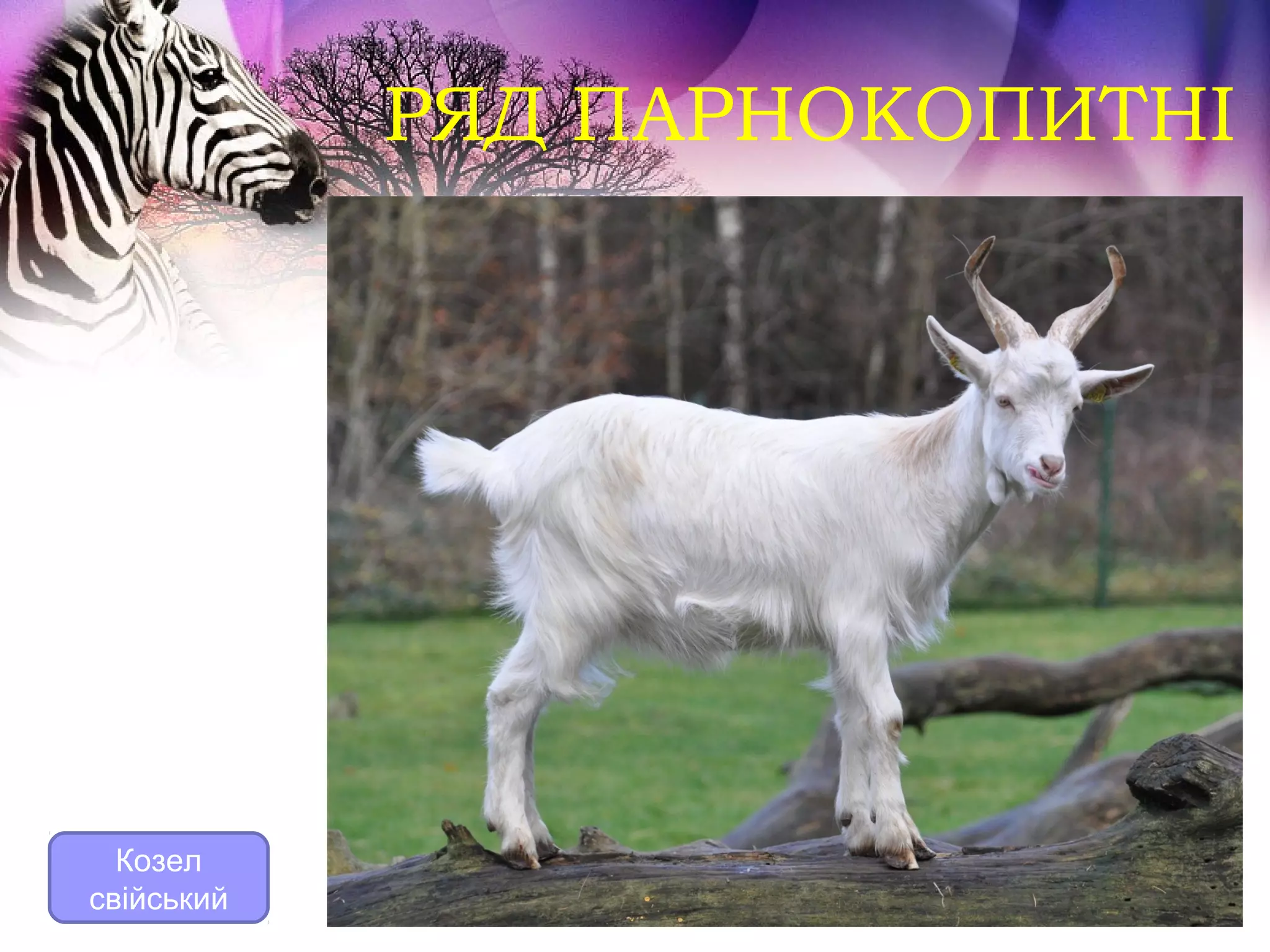 РЯД ПАРНОКОПИТНІ




  Козел
свійський
 