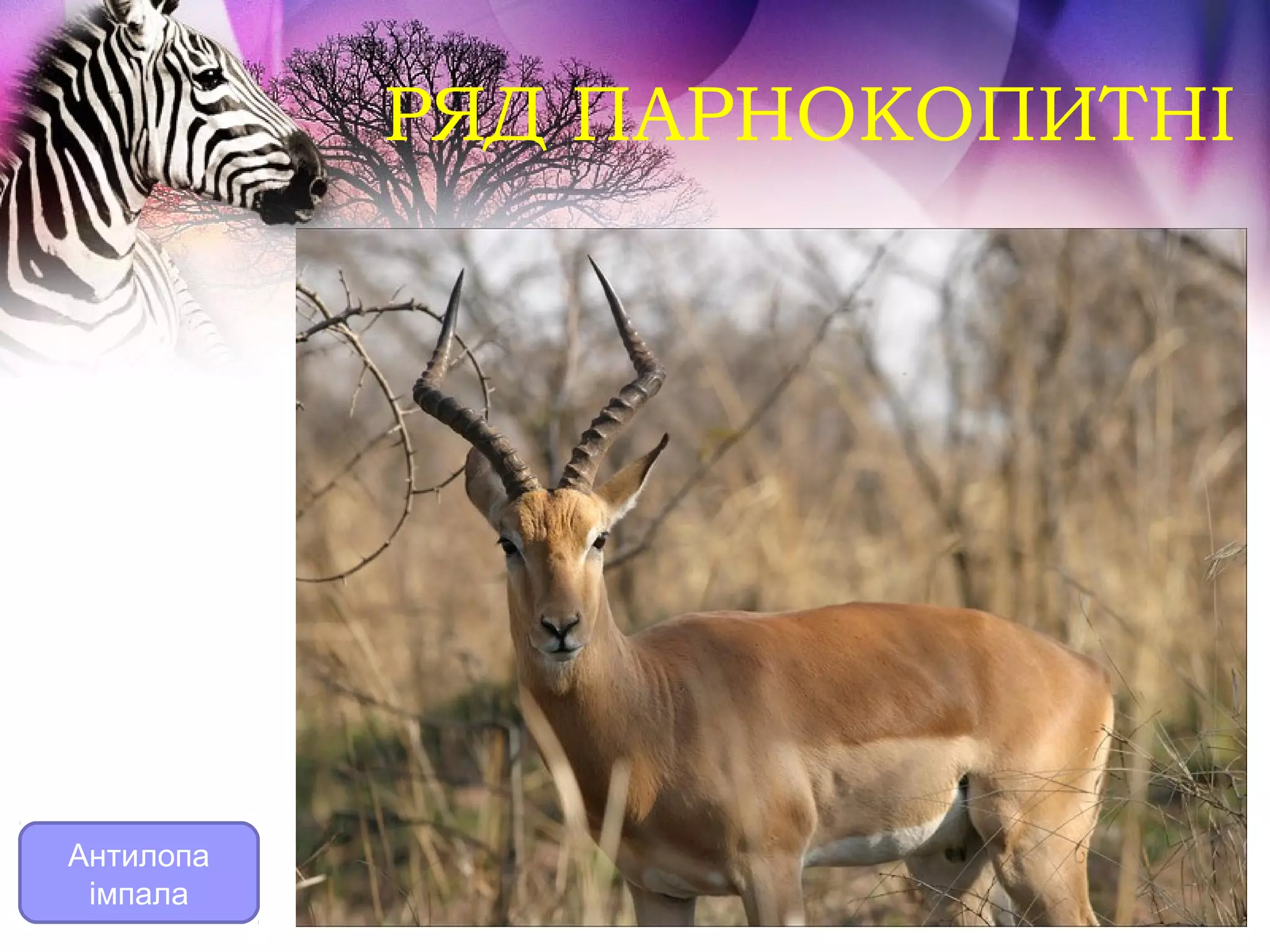 РЯД ПАРНОКОПИТНІ




Антилопа
 імпала
 
