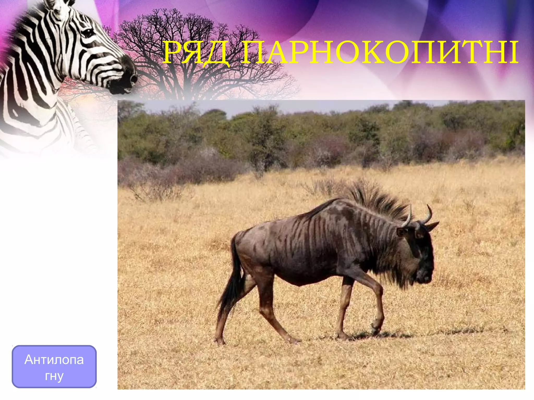 РЯД ПАРНОКОПИТНІ




Антилопа
   гну
 