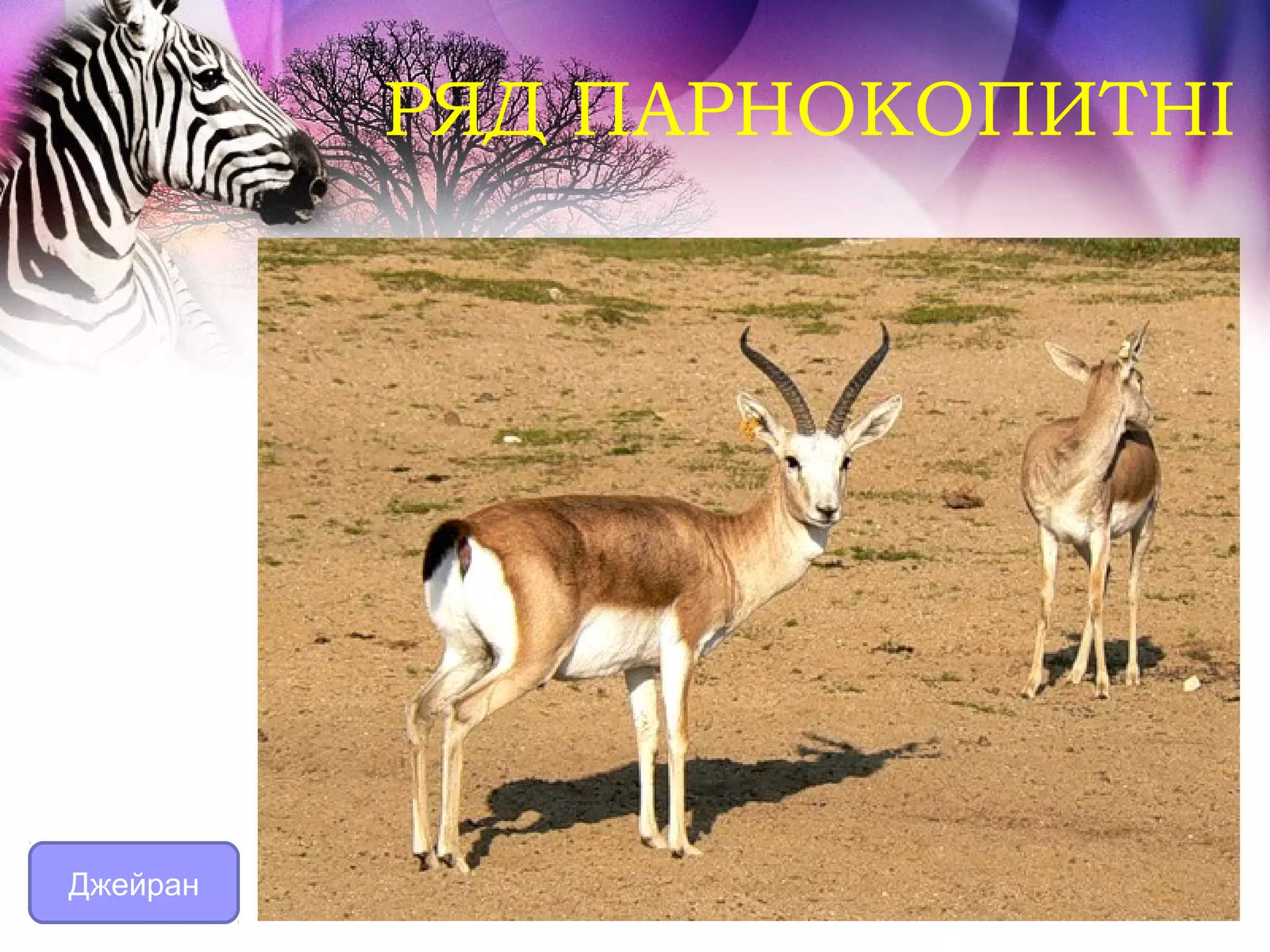 РЯД ПАРНОКОПИТНІ




Джейран
 