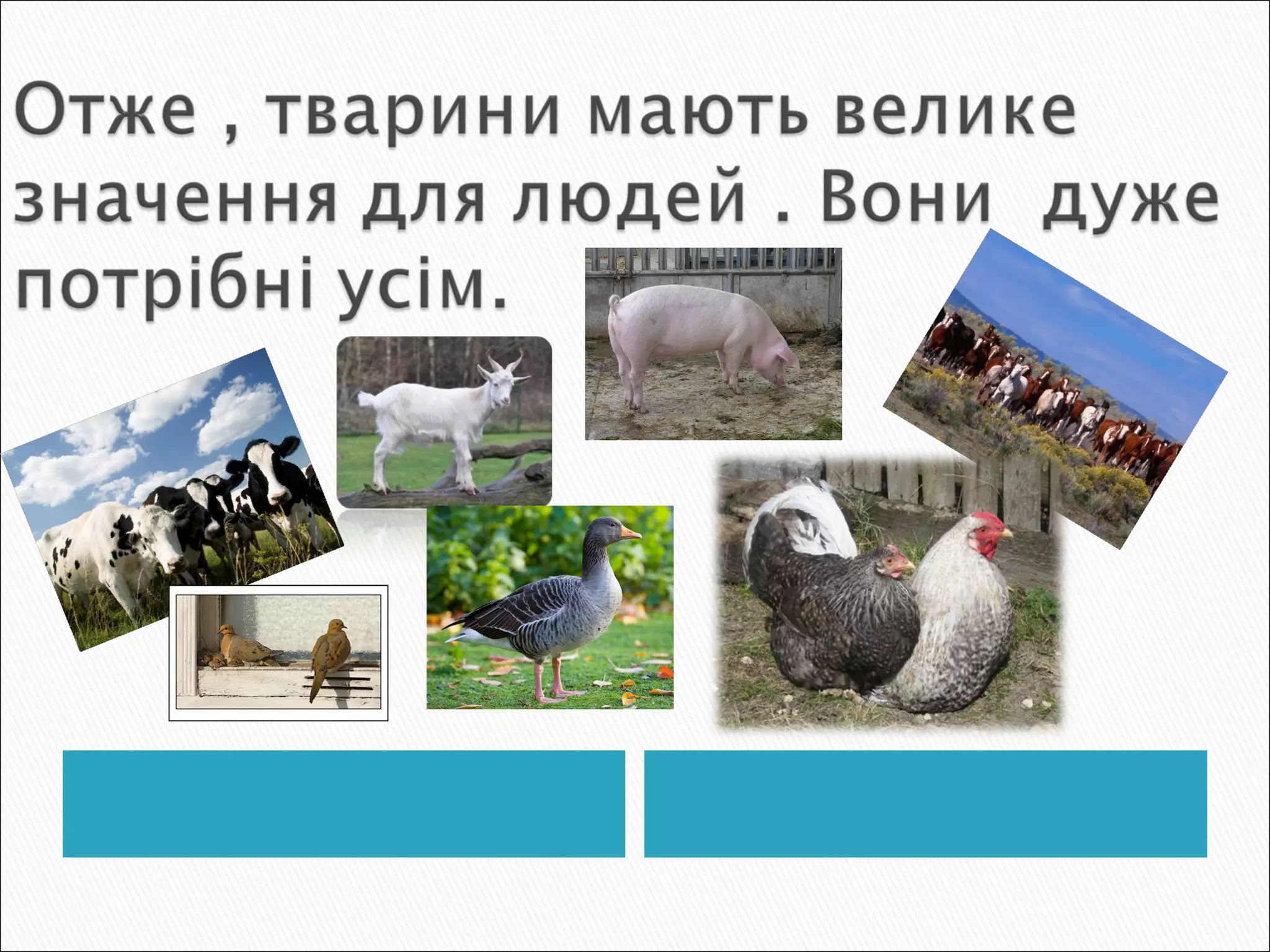 значення тварин