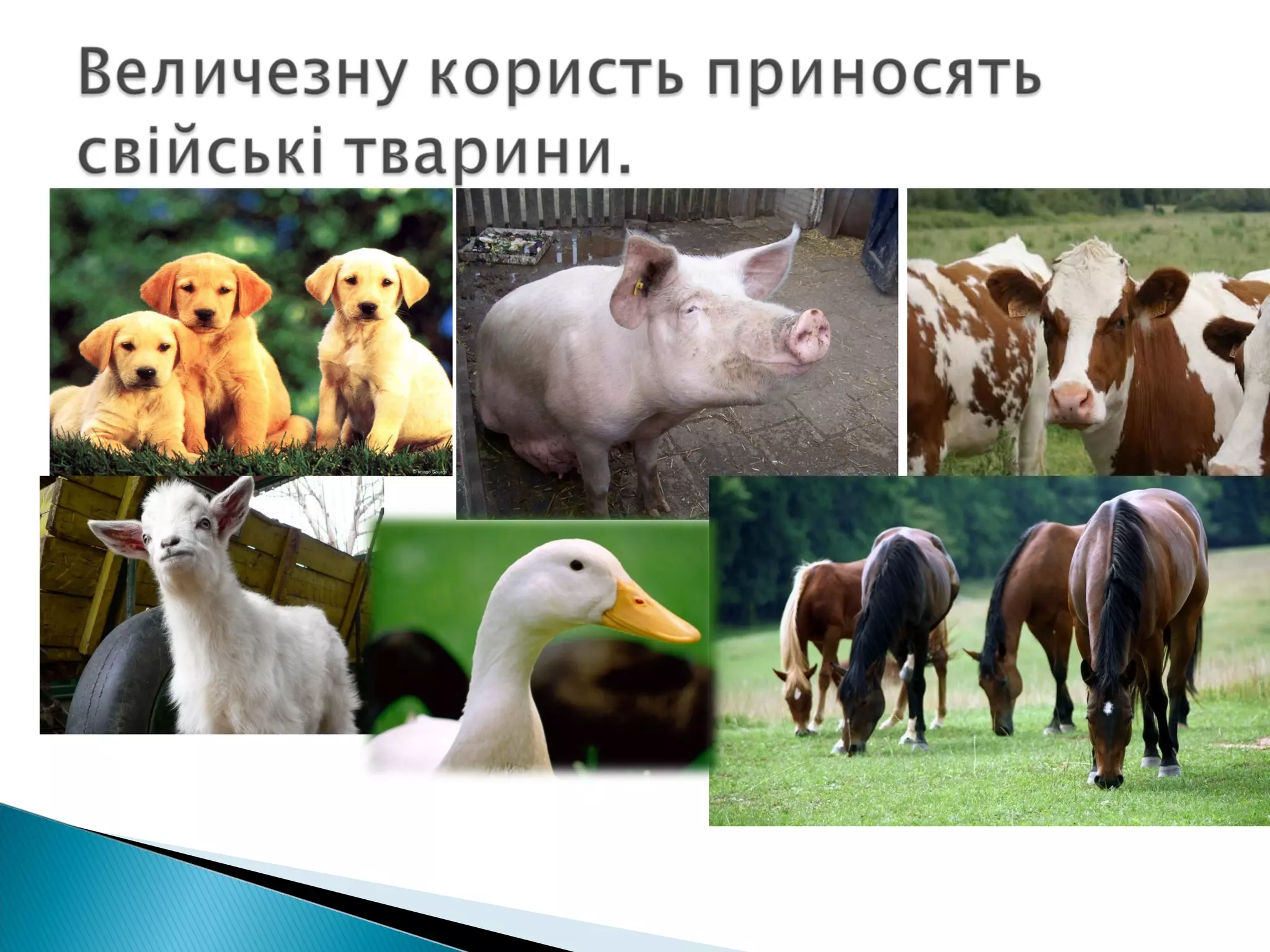 значення тварин