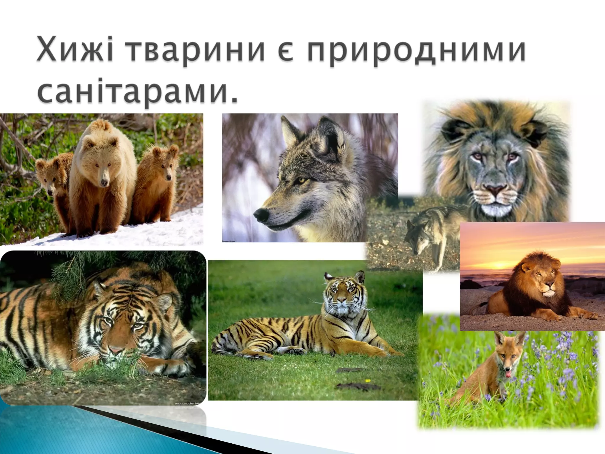 значення тварин