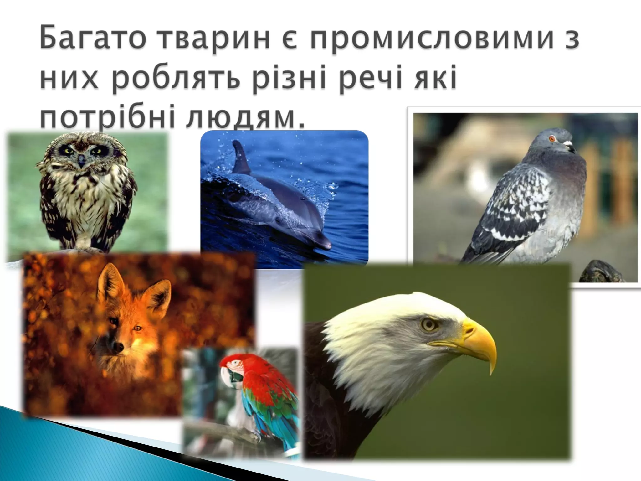 значення тварин