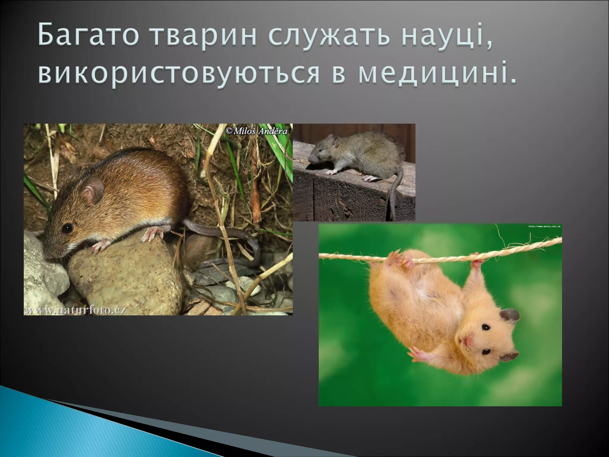 значення тварин