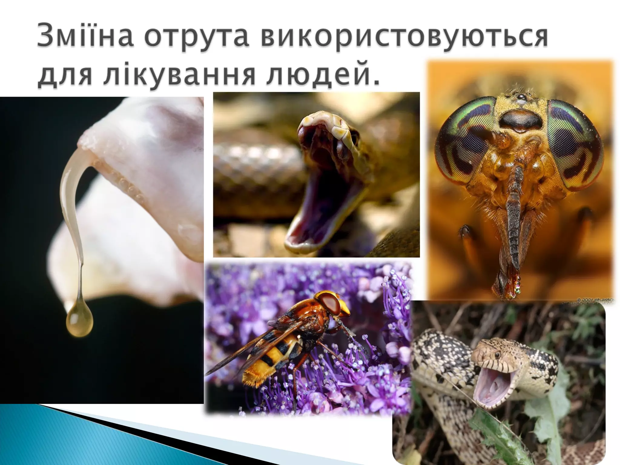 значення тварин