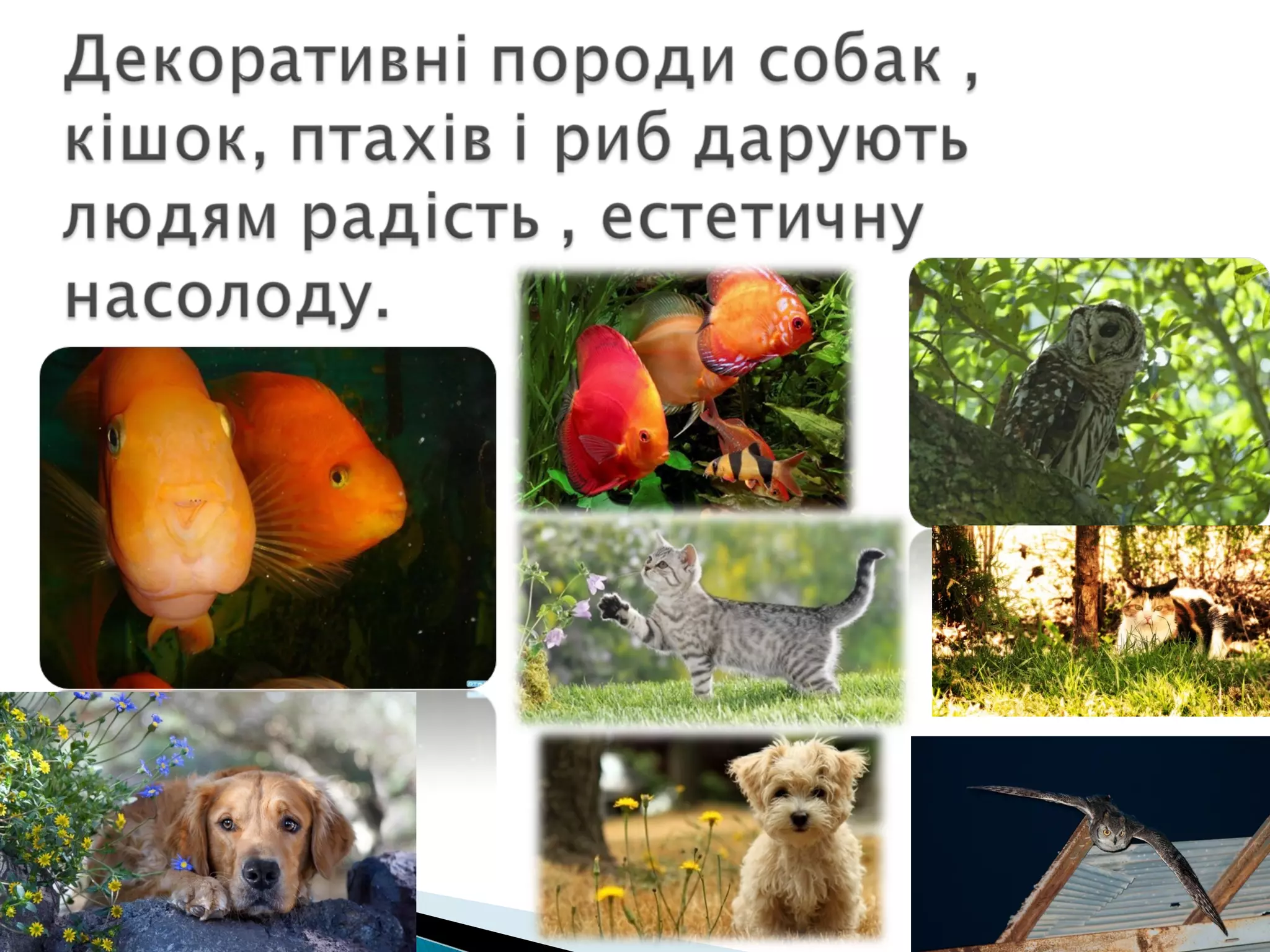 значення тварин