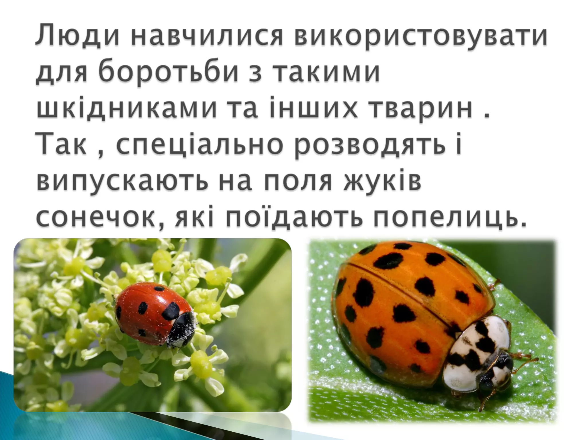 значення тварин