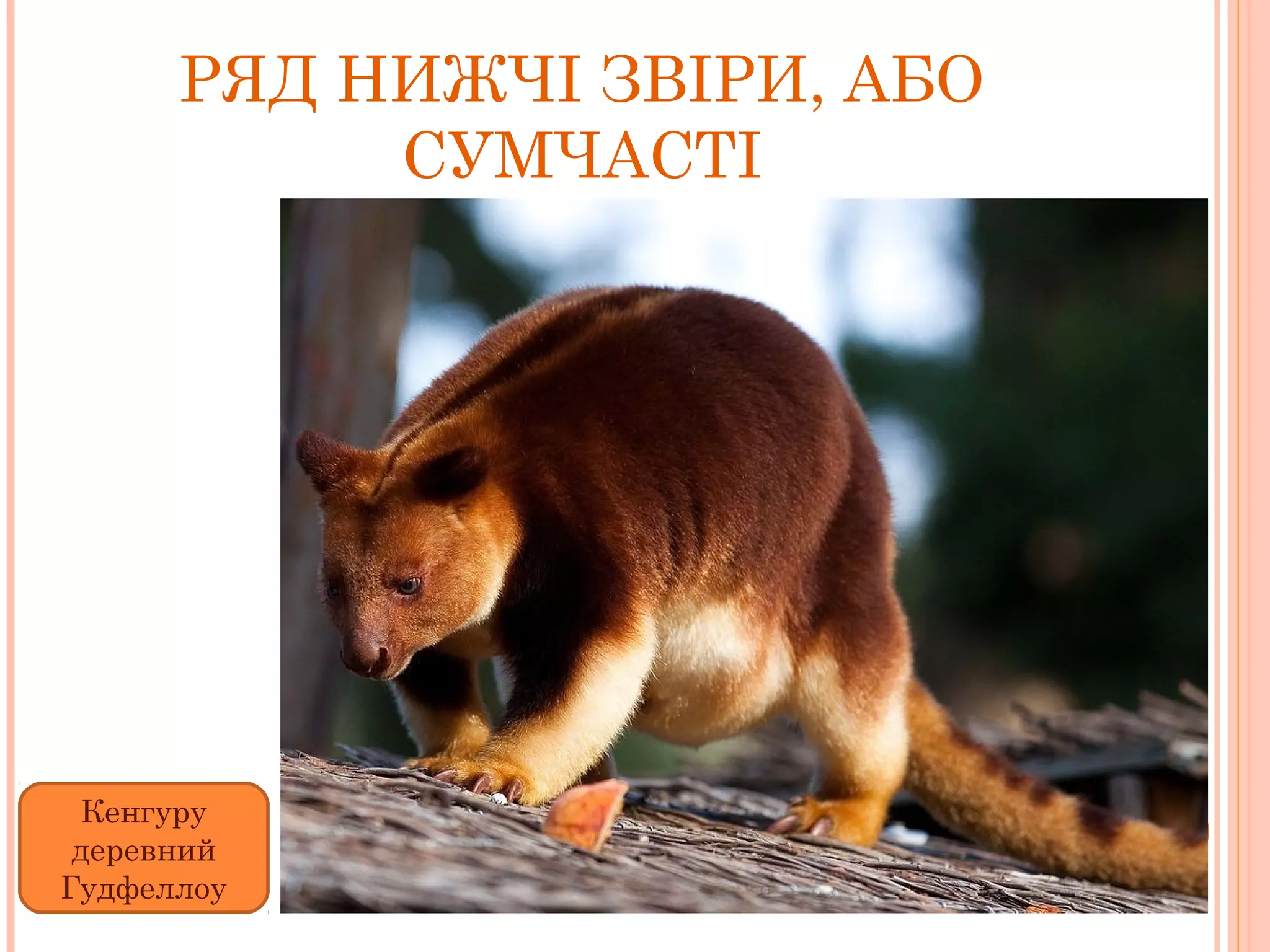 РЯД НИЖЧІ ЗВІРИ, АБО
           СУМЧАСТІ




 Кенгуру
 деревний
Гудфеллоу
 