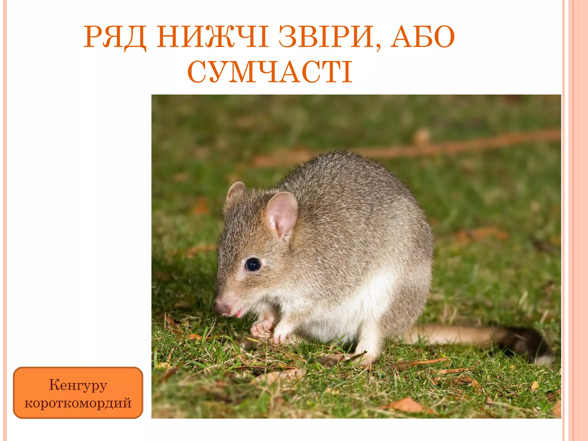 РЯД НИЖЧІ ЗВІРИ, АБО
            СУМЧАСТІ




   Кенгуру
короткомордий
 