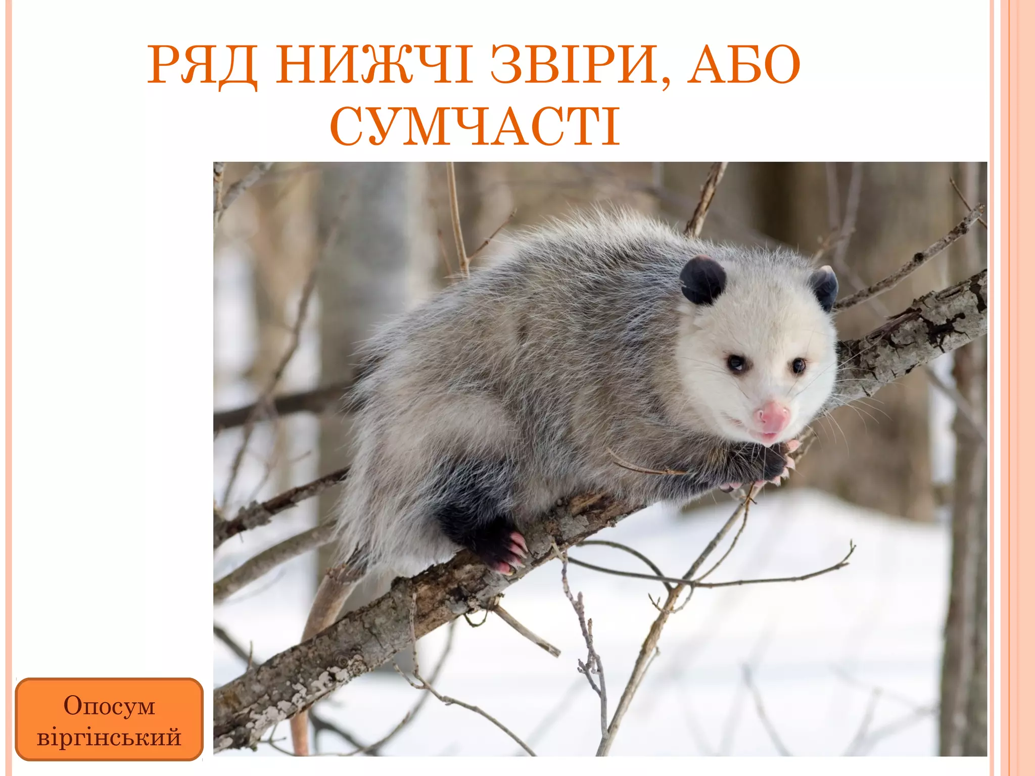 РЯД НИЖЧІ ЗВІРИ, АБО
             СУМЧАСТІ




  Опосум
віргінський
 