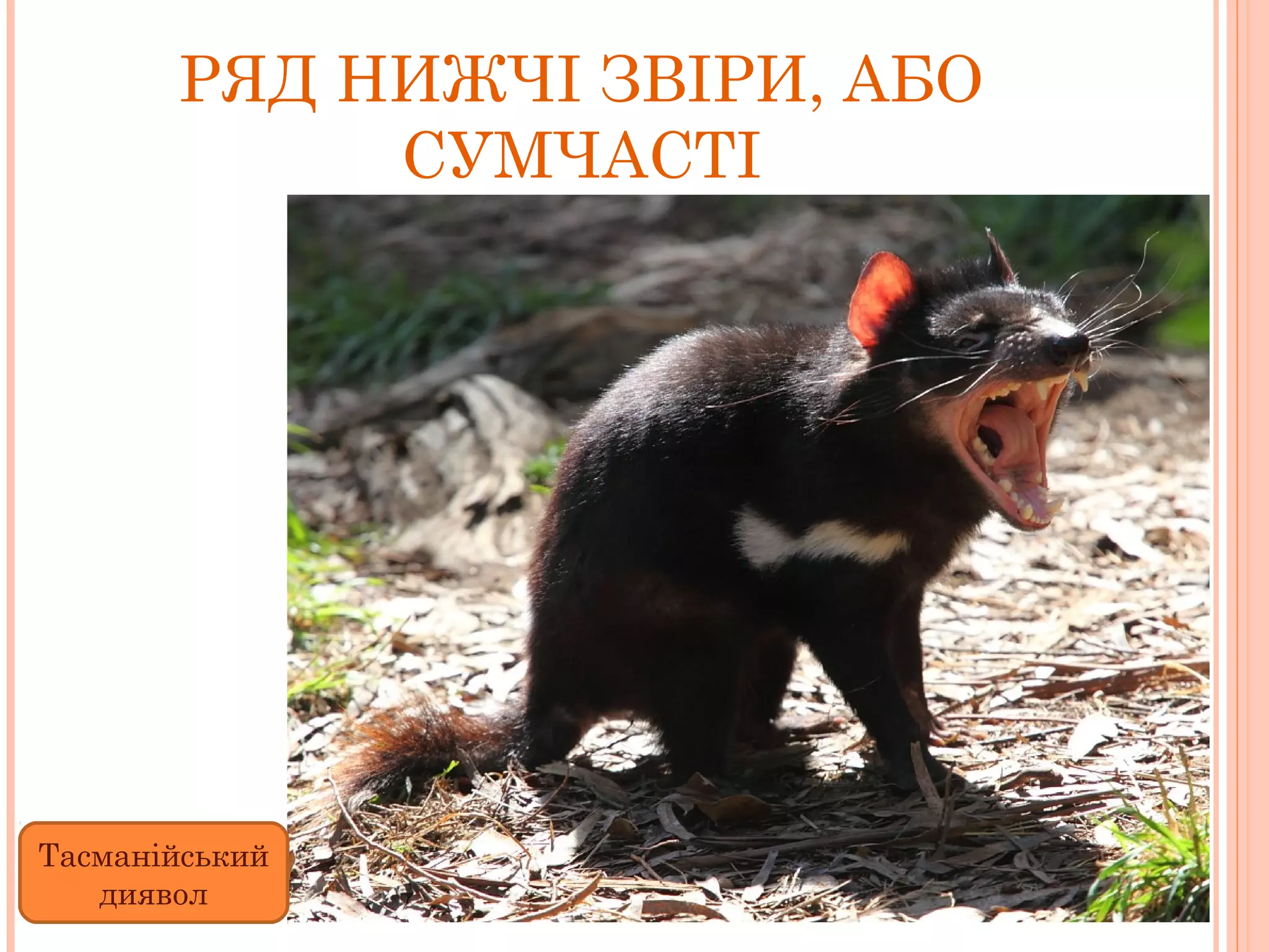 РЯД НИЖЧІ ЗВІРИ, АБО
            СУМЧАСТІ




Тасманійський
   диявол
 