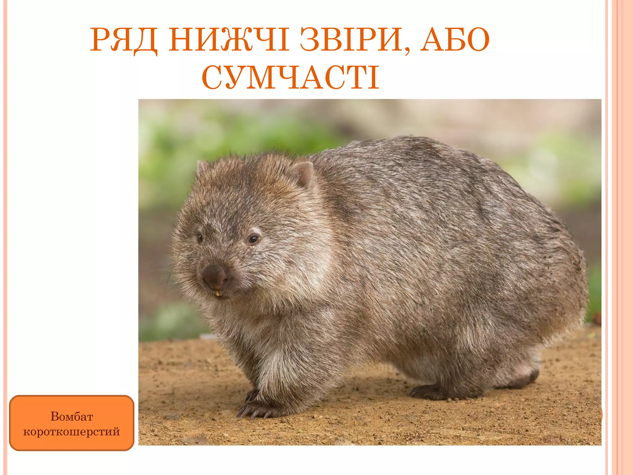 РЯД НИЖЧІ ЗВІРИ, АБО
              СУМЧАСТІ




    Вомбат
короткошерстий
 