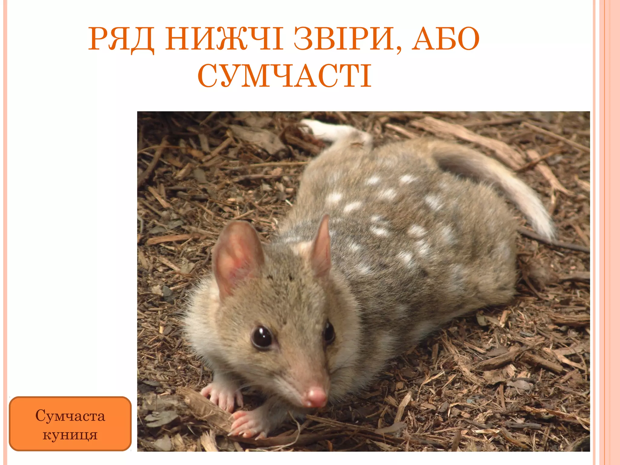 РЯД НИЖЧІ ЗВІРИ, АБО
          СУМЧАСТІ




Сумчаста
 куниця
 