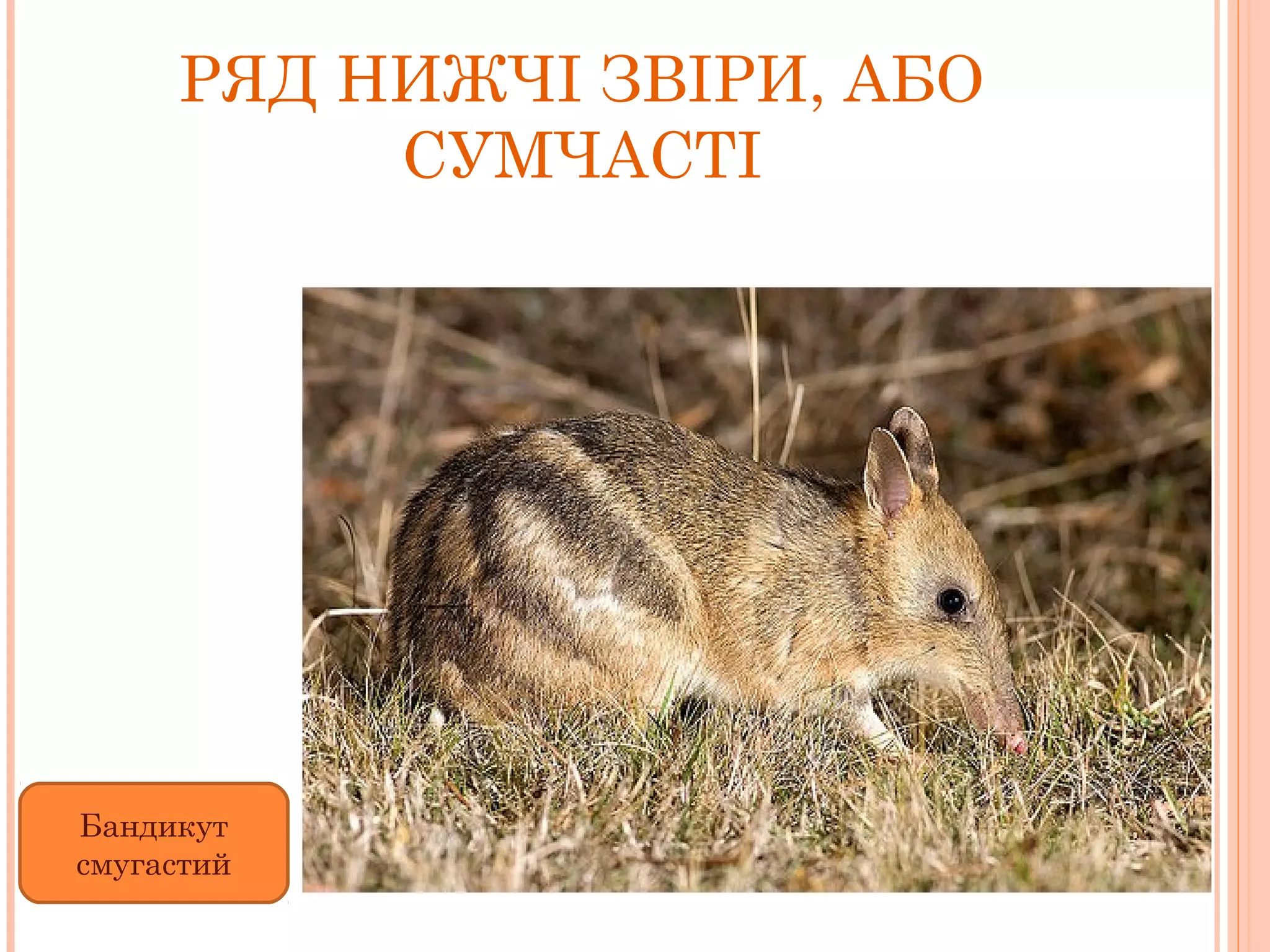 РЯД НИЖЧІ ЗВІРИ, АБО
          СУМЧАСТІ




Бандикут
смугастий
 