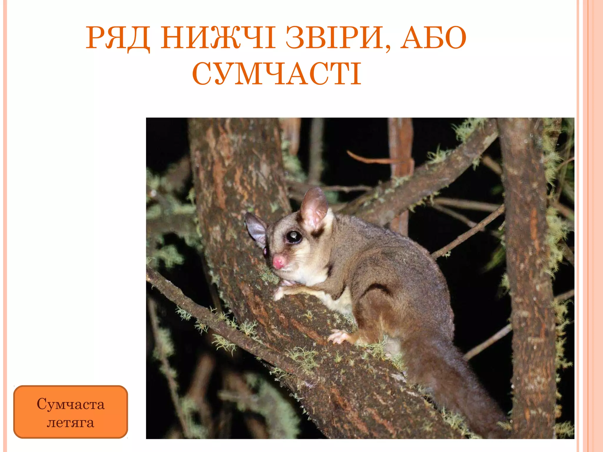 РЯД НИЖЧІ ЗВІРИ, АБО
          СУМЧАСТІ




Сумчаста
 летяга
 