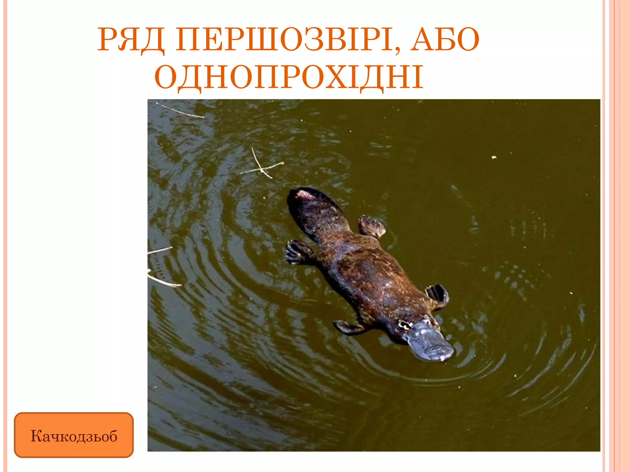 РЯД ПЕРШОЗВІРІ, АБО
         ОДНОПРОХІДНІ




Качкодзьоб
 