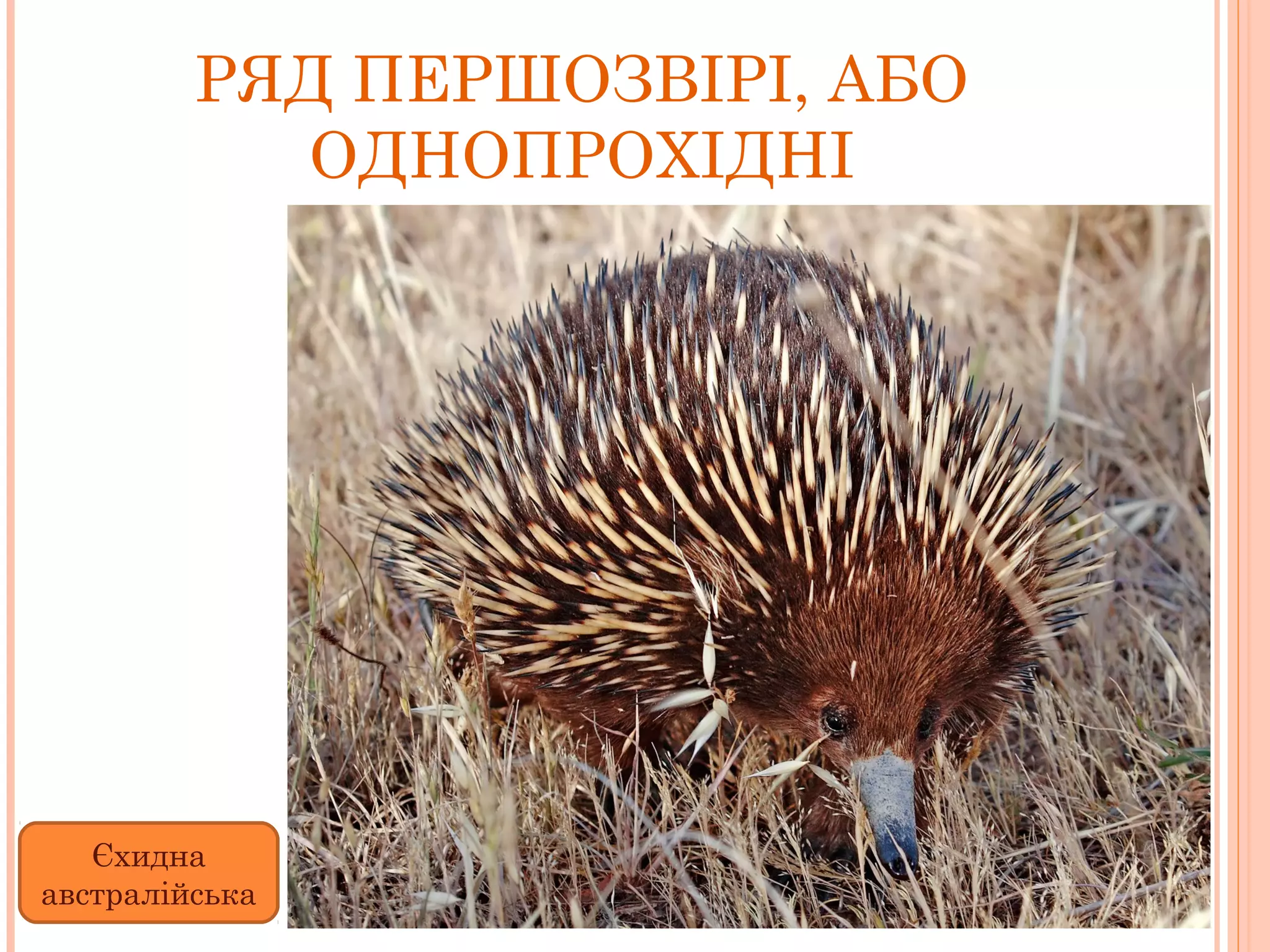 РЯД ПЕРШОЗВІРІ, АБО
           ОДНОПРОХІДНІ




   Єхидна
австралійська
 