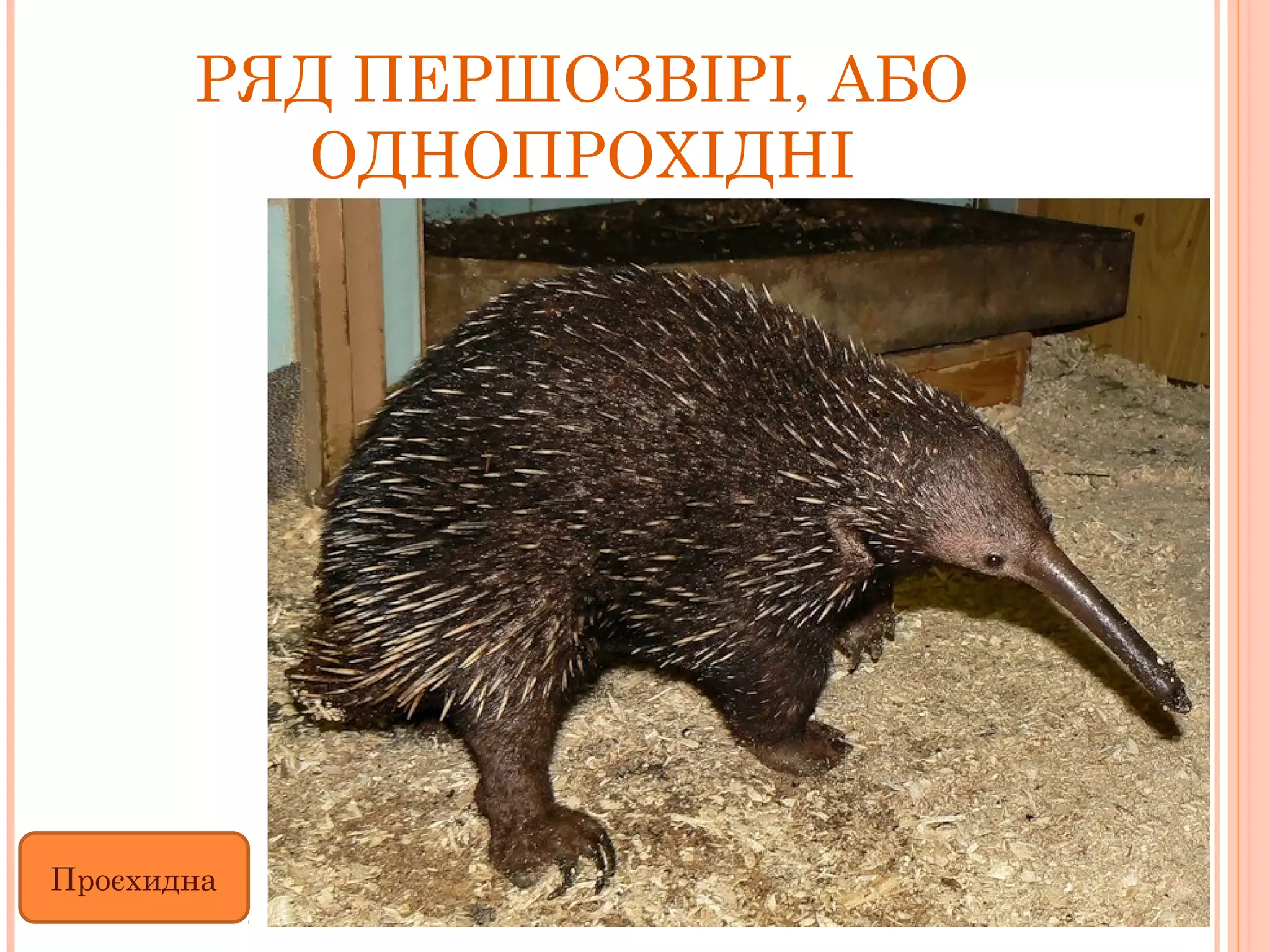 РЯД ПЕРШОЗВІРІ, АБО
         ОДНОПРОХІДНІ




Проєхидна
 