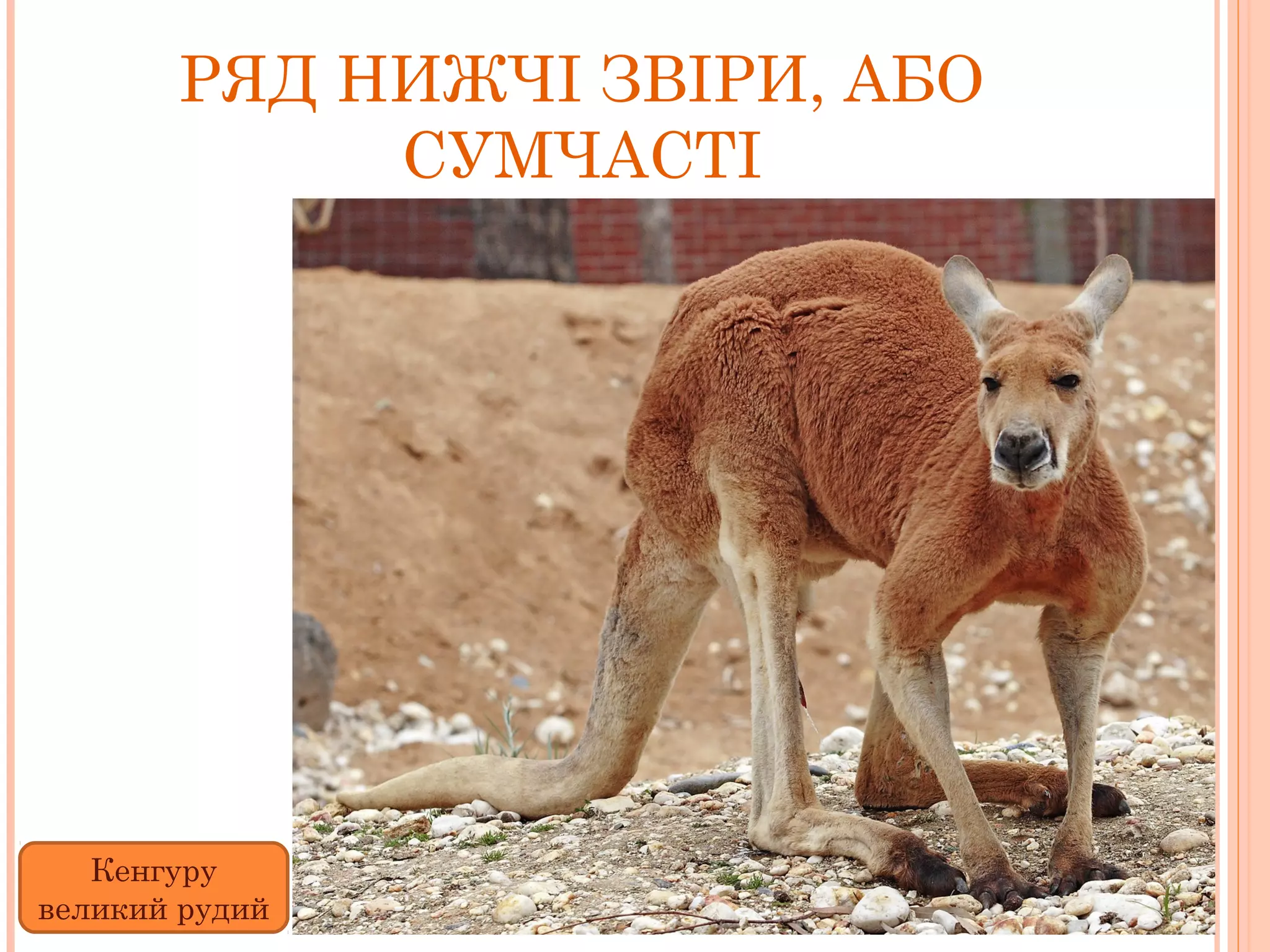 РЯД НИЖЧІ ЗВІРИ, АБО
            СУМЧАСТІ




   Кенгуру
великий рудий
 