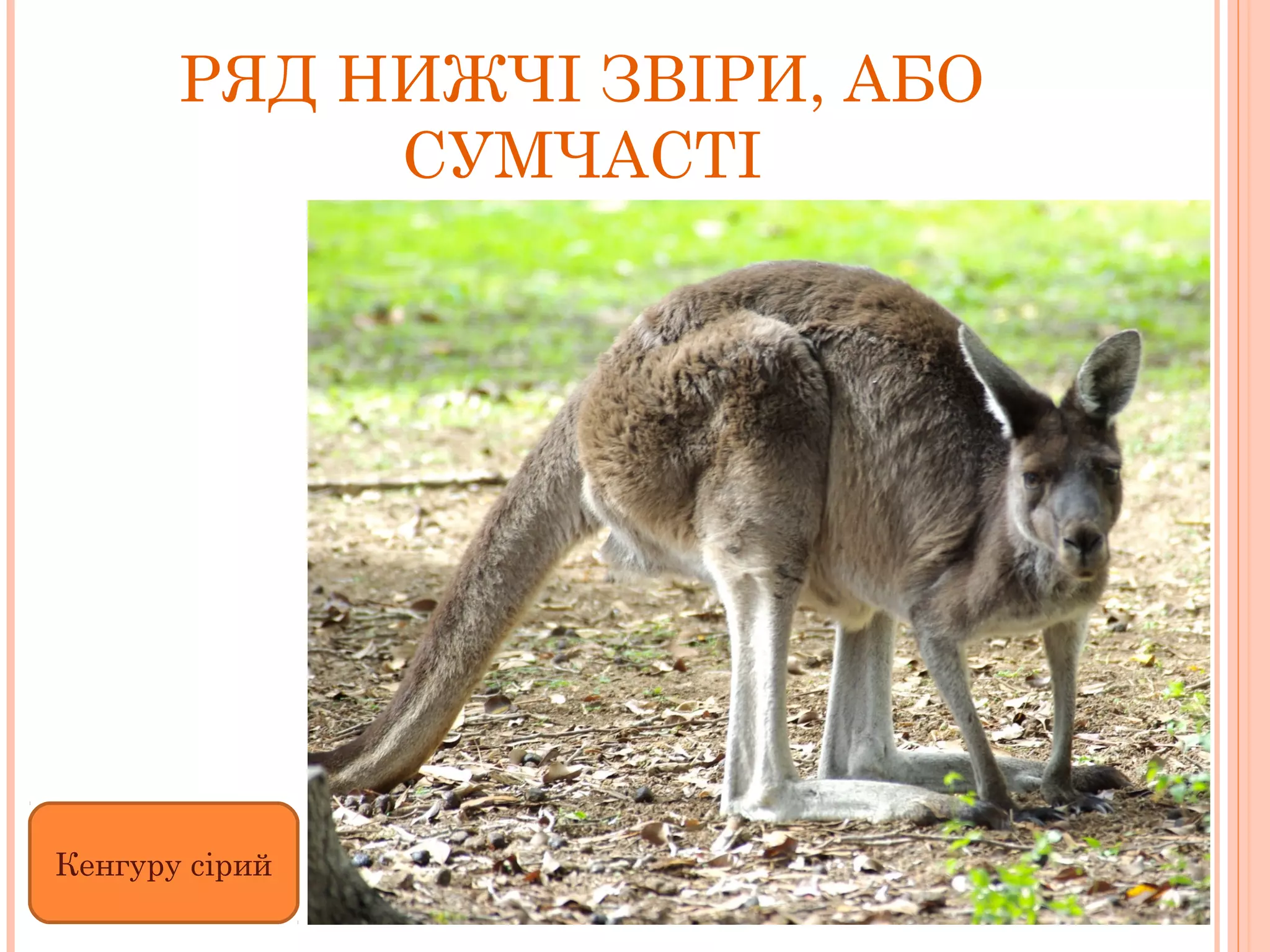 РЯД НИЖЧІ ЗВІРИ, АБО
            СУМЧАСТІ




Кенгуру сірий
 