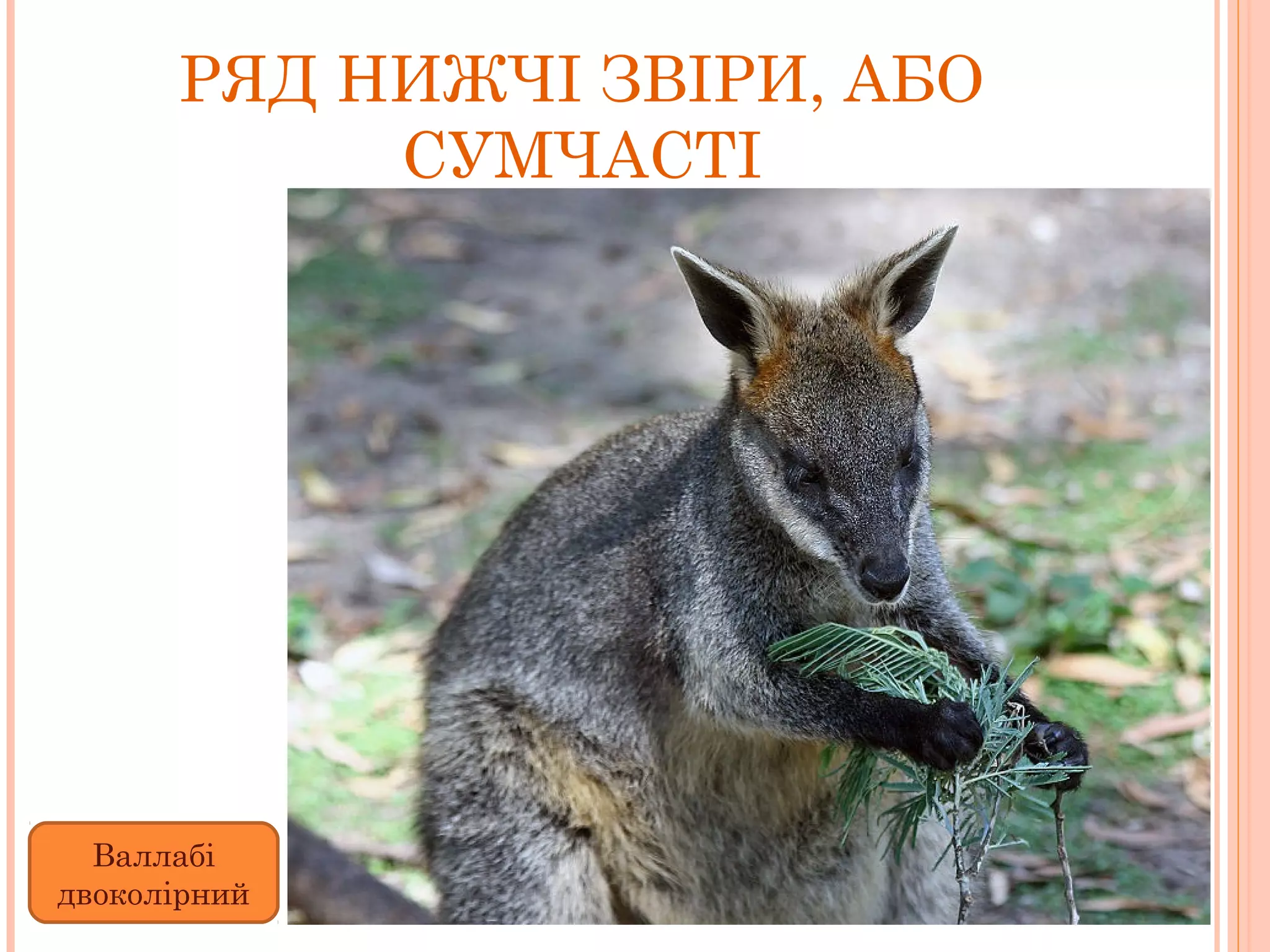 РЯД НИЖЧІ ЗВІРИ, АБО
           СУМЧАСТІ




  Валлабі
двоколірний
 