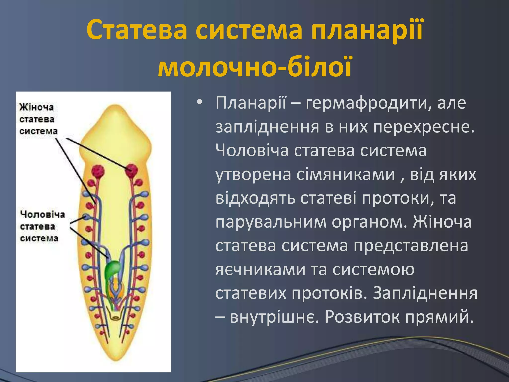 Статева система планарії
     молочно-білої
       • Планарії – гермафродити, але
         запліднення в них перехресне.
         Чоловіча статева система
         утворена сімяниками , від яких
         відходять статеві протоки, та
         парувальним органом. Жіноча
         статева система представлена
         яєчниками та системою
         статевих протоків. Запліднення
         – внутрішнє. Розвиток прямий.
 