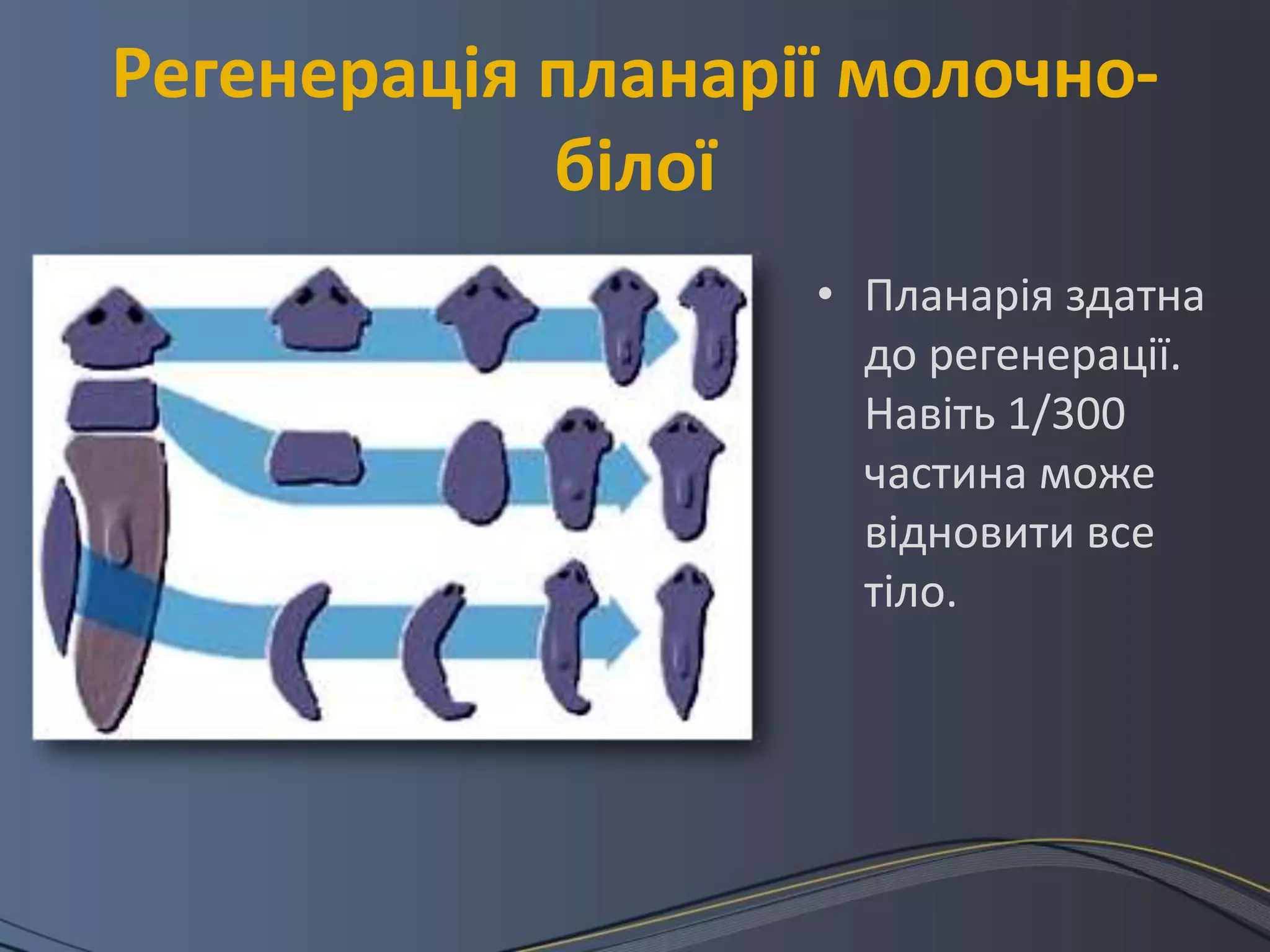 Регенерація планарії молочно-
            білої
                   • Планарія здатна
                     до регенерації.
                     Навіть 1/300
                     частина може
                     відновити все
                     тіло.
 