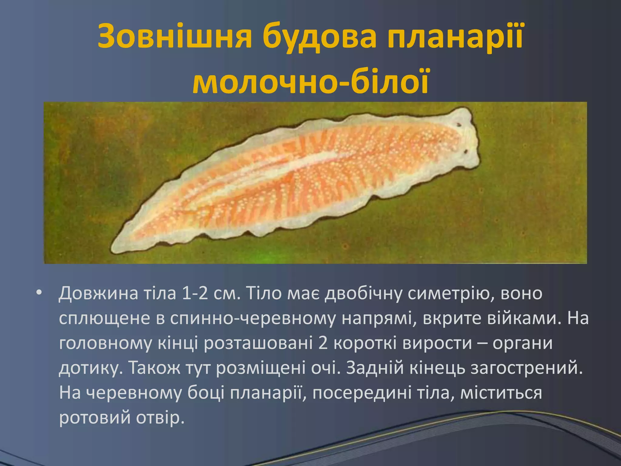 Зовнішня будова планарії
           молочно-білої




• Довжина тіла 1-2 см. Тіло має двобічну симетрію, воно
  сплющене в спинно-черевному напрямі, вкрите війками. На
  головному кінці розташовані 2 короткі вирости – органи
  дотику. Також тут розміщені очі. Задній кінець загострений.
  На черевному боці планарії, посередині тіла, міститься
  ротовий отвір.
 