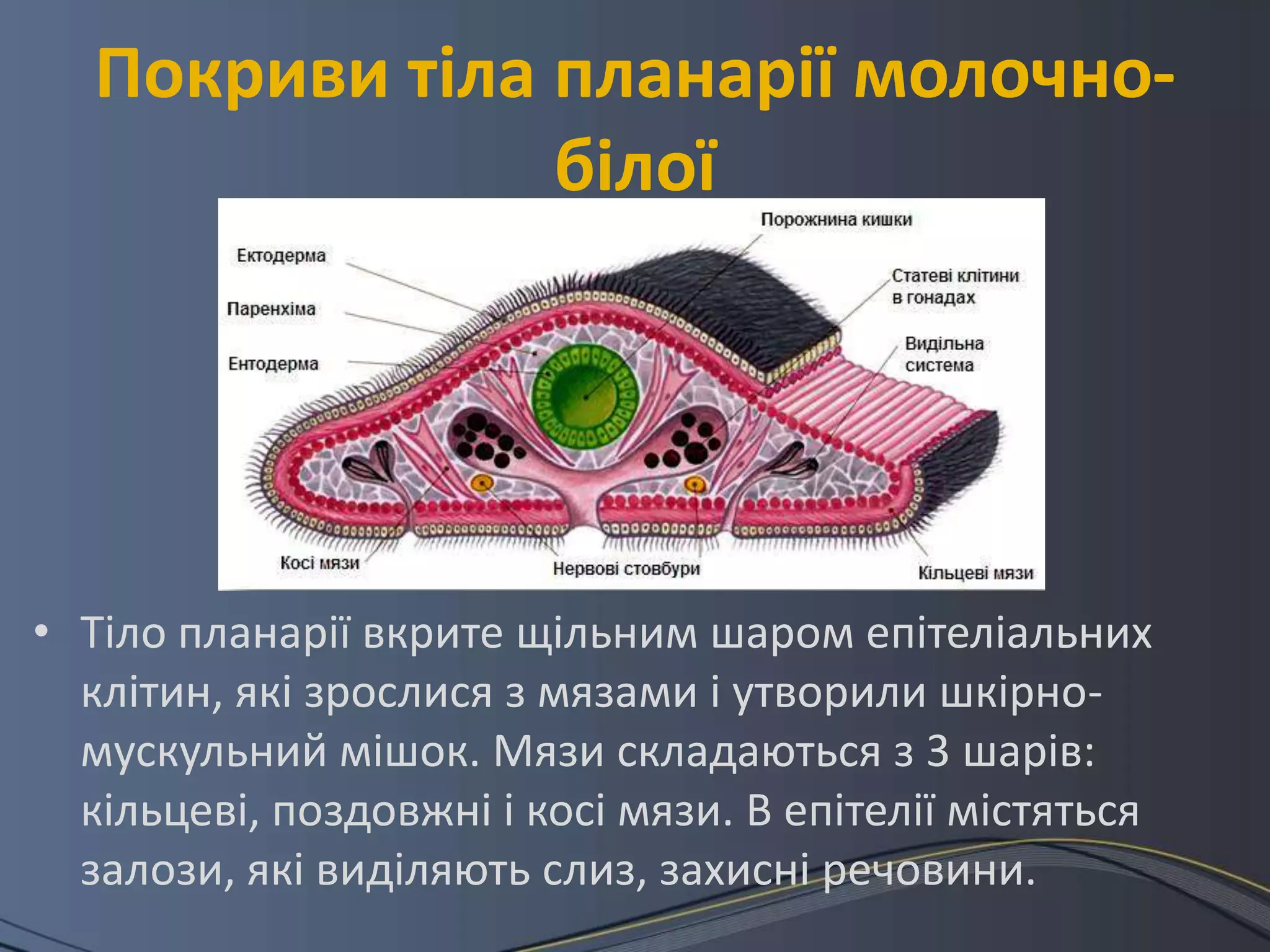 Покриви тіла планарії молочно-
                білої




• Тіло планарії вкрите щільним шаром епітеліальних
  клітин, які зрослися з мязами і утворили шкірно-
  мускульний мішок. Мязи складаються з 3 шарів:
  кільцеві, поздовжні і косі мязи. В епітелії містяться
  залози, які виділяють слиз, захисні речовини.
 