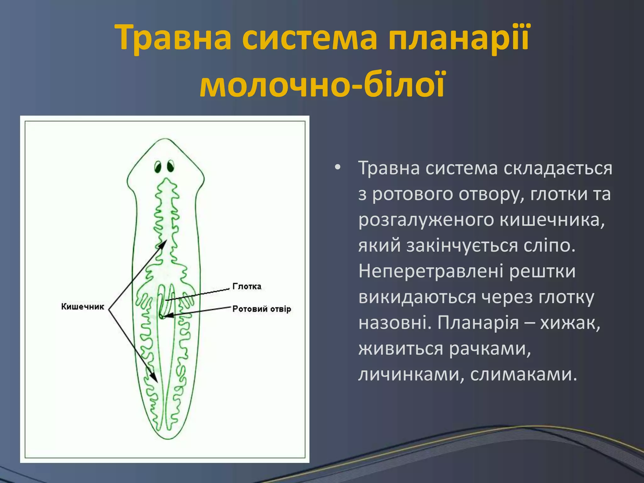 Травна система планарії
    молочно-білої
            • Травна система складається
              з ротового отвору, глотки та
              розгалуженого кишечника,
              який закінчується сліпо.
              Неперетравлені рештки
              викидаються через глотку
              назовні. Планарія – хижак,
              живиться рачками,
              личинками, слимаками.
 