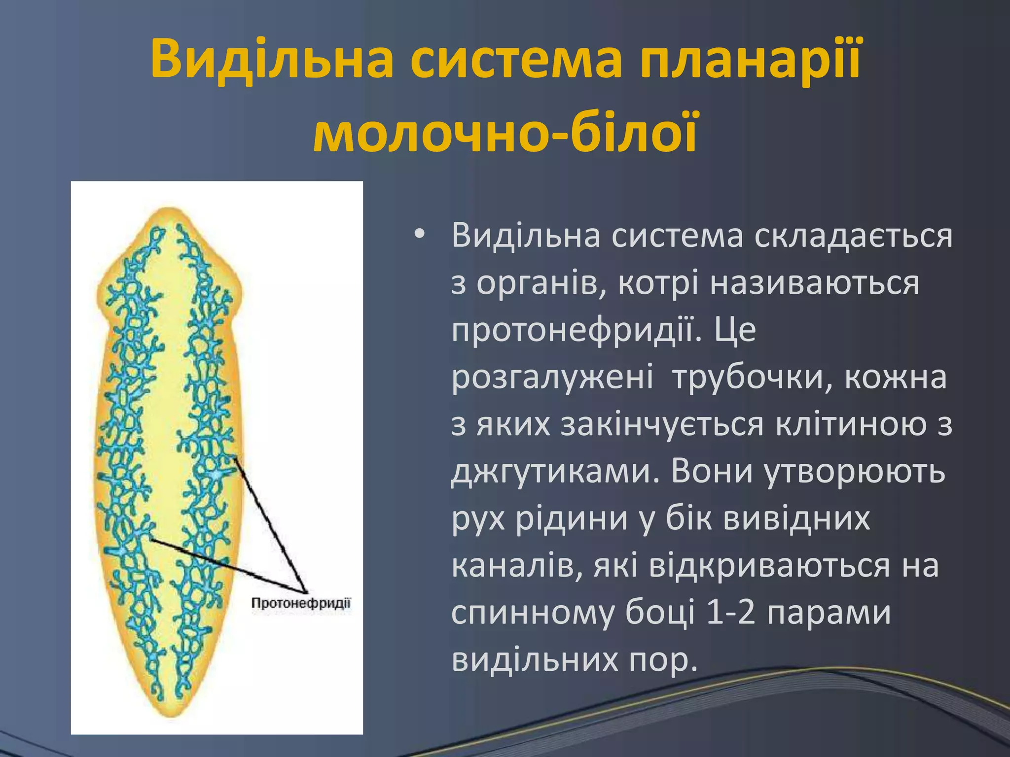 Видільна система планарії
     молочно-білої
         • Видільна система складається
           з органів, котрі називаються
           протонефридії. Це
           розгалужені трубочки, кожна
           з яких закінчується клітиною з
           джгутиками. Вони утворюють
           рух рідини у бік вивідних
           каналів, які відкриваються на
           спинному боці 1-2 парами
           видільних пор.
 