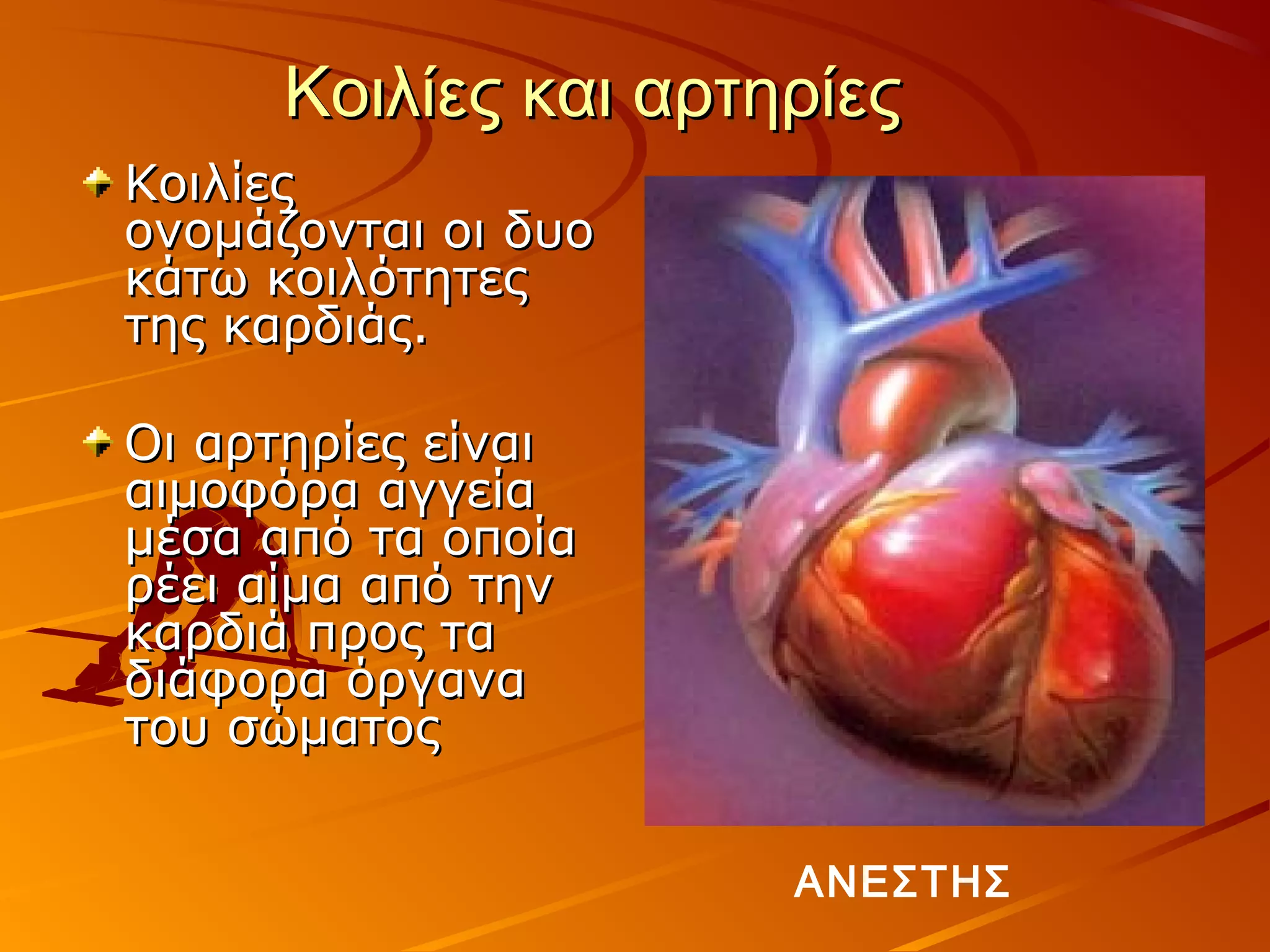 Κοιλίες και αρτηρίες
Κοιλίες
ονομάζονται οι δυο
κάτω κοιλότητες
της καρδιάς.

Οι αρτηρίες είναι
αιμοφόρα αγγεία
μέσα από τα οποία
ρέει αίμα από την
καρδιά προς τα
διάφορα όργανα
του σώματος


                      ΑΝΕΣΤΗΣ
 