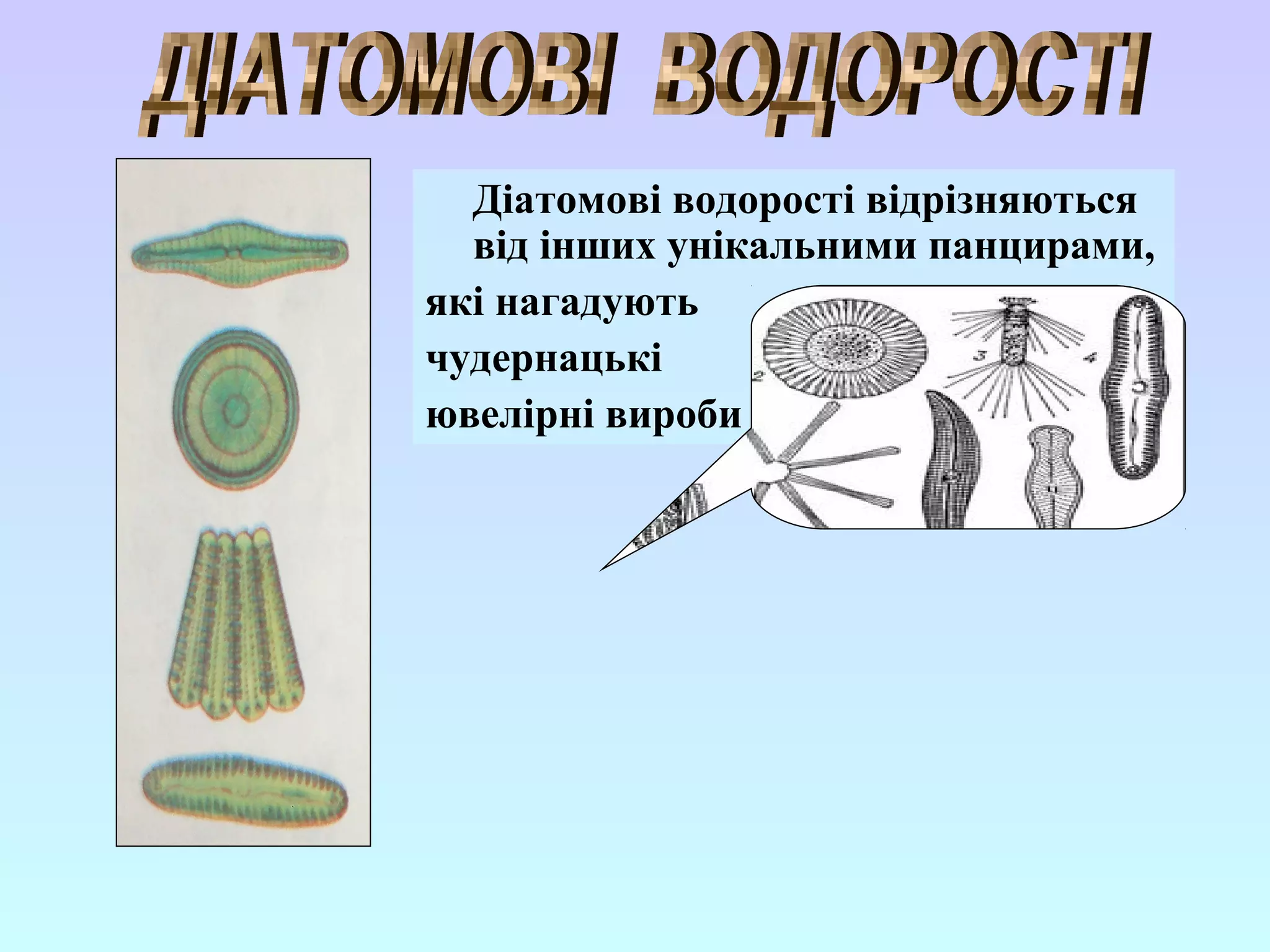 Діатомові водорості відрізняються
  від інших унікальними панцирами,
які нагадують
чудернацькі
ювелірні вироби
 