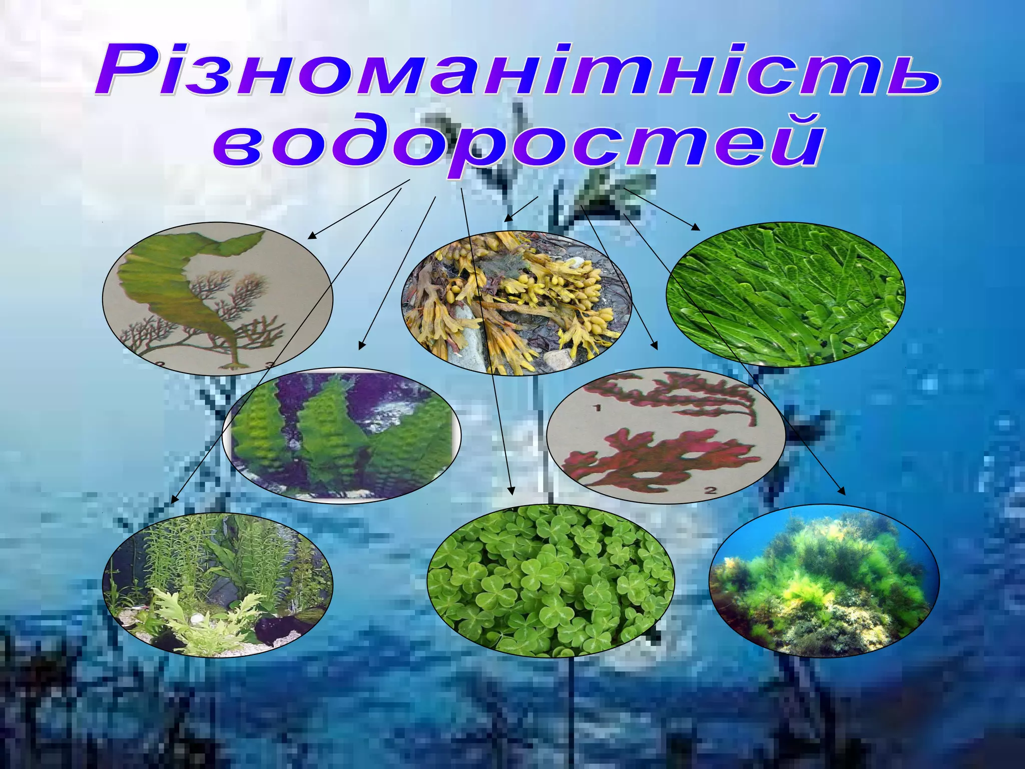 значення  водоростей