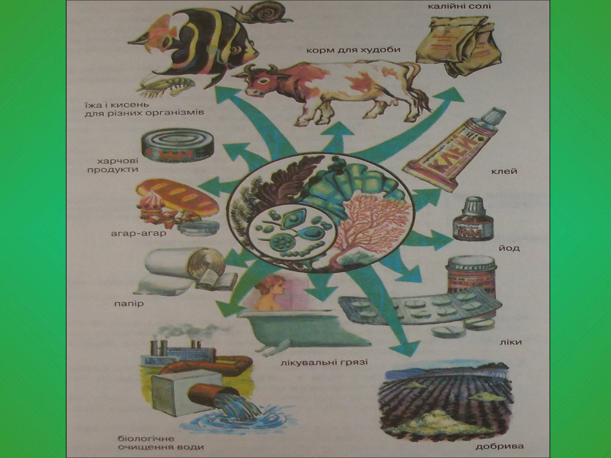 значення  водоростей