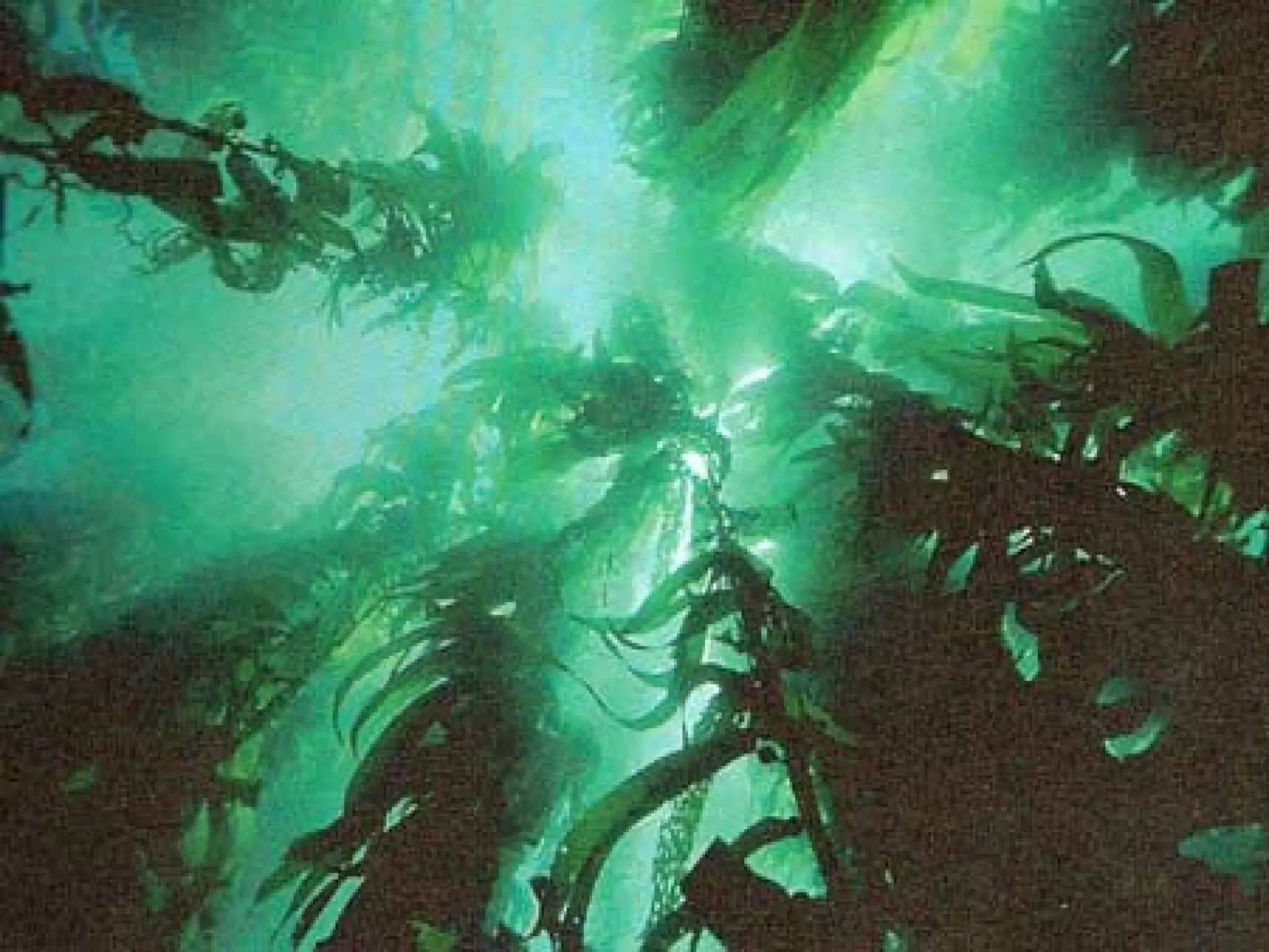 значення  водоростей