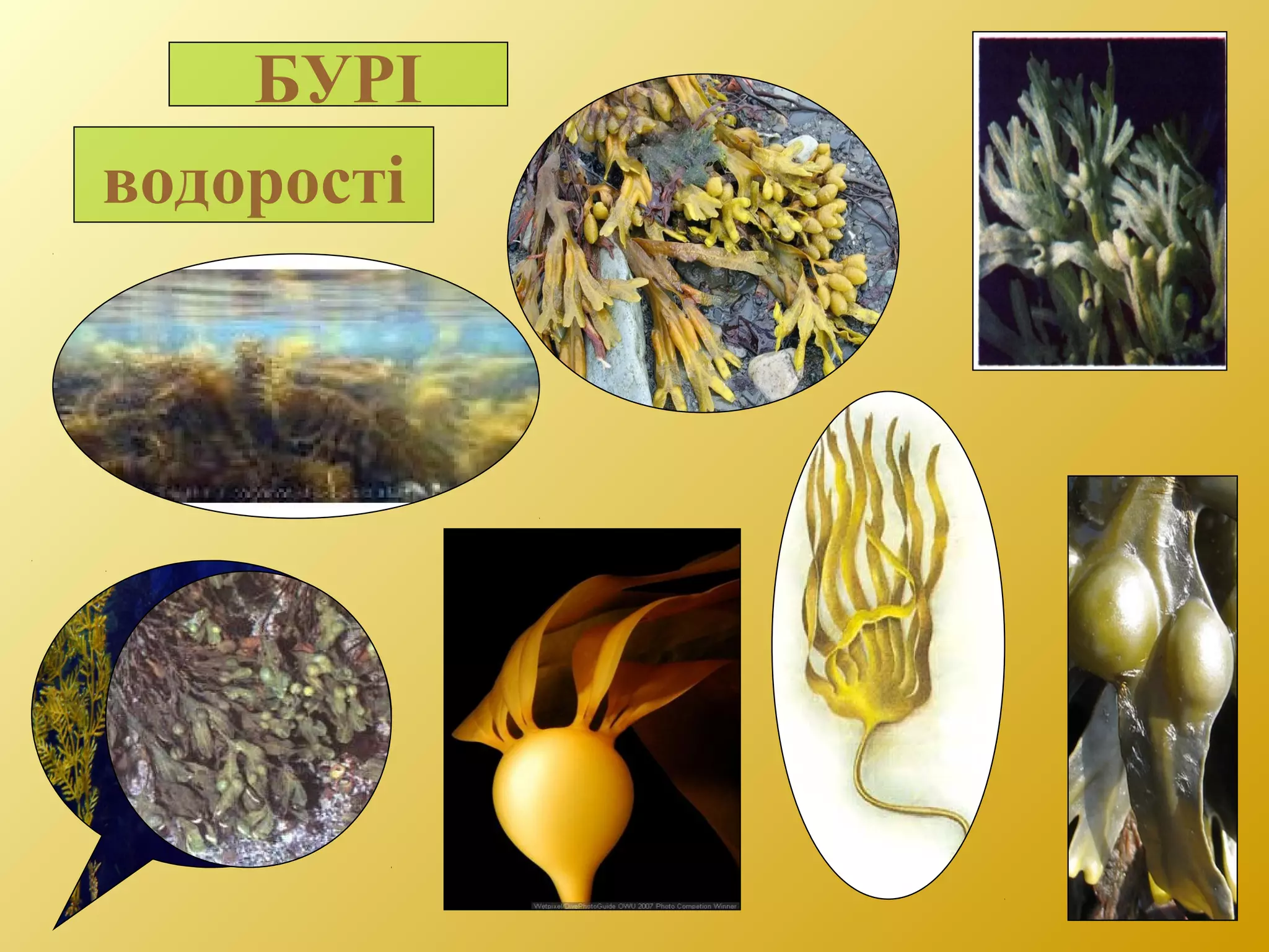 БУРІ
водорості
 