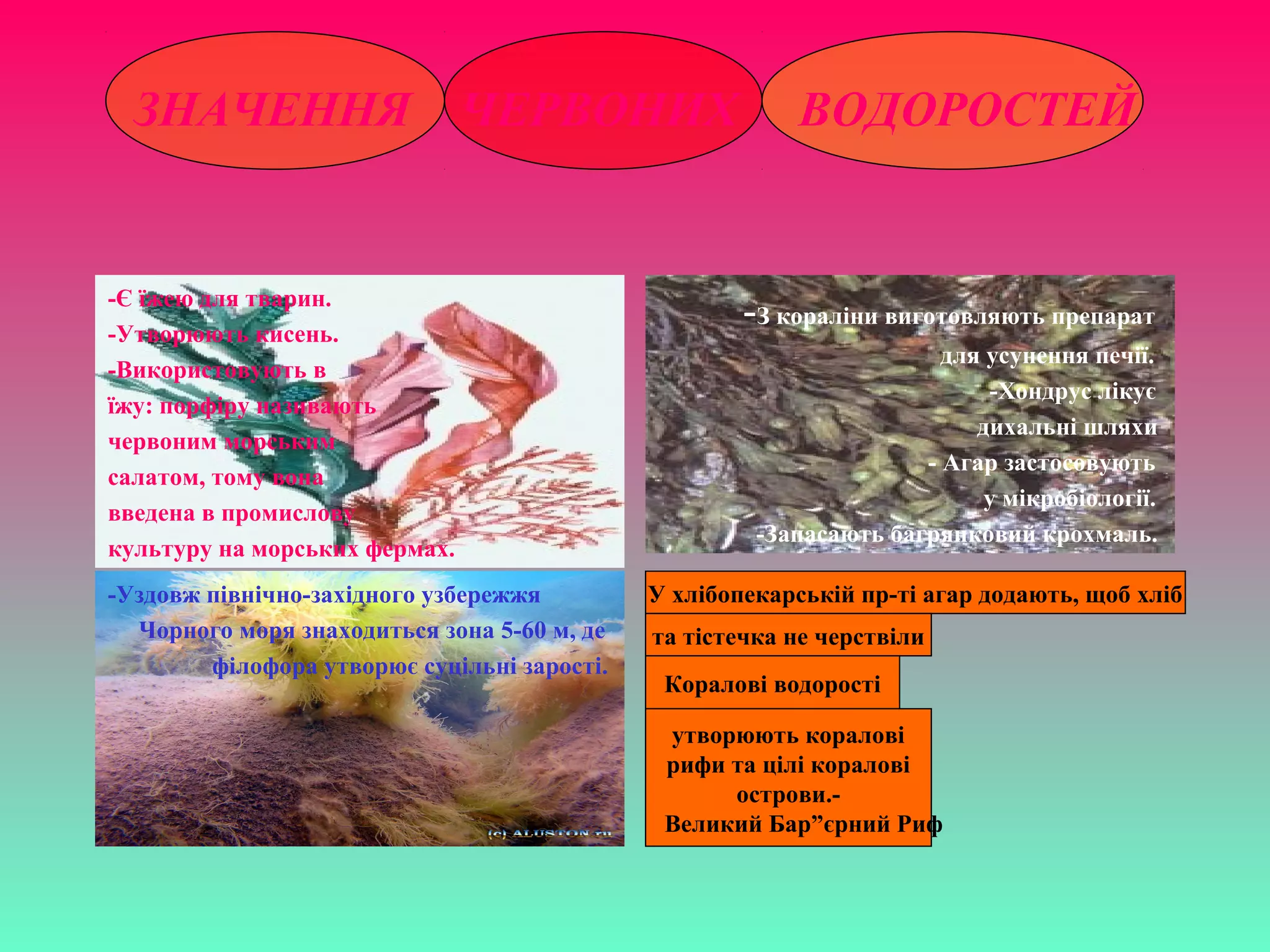 ЗНАЧЕННЯ ЧЕРВОНИХ                                      ВОДОРОСТЕЙ


-Є їжею для тварин.
-Утворюють кисень.
                                                     -З кораліни виготовляють препарат
                                                                      для усунення печії.
-Використовують в
                                                                           -Хондрус лікує
їжу: порфіру називають
                                                                         дихальні шляхи
червоним морським
                                                                    - Агар застосовують
салатом, тому вона
                                                                          у мікробіології.
введена в промислову
                                                      -Запасають багрянковий крохмаль.
культуру на морських фермах.
-Уздовж північно-західного узбережжя         У хлібопекарській пр-ті агар додають, щоб хліб
  Чорного моря знаходиться зона 5-60 м, де   та тістечка не черствіли
        філофора утворює суцільні зарості.
                                              Коралові водорості

                                              утворюють коралові
                                              рифи та цілі коралові
                                                   острови.-
                                              Великий Бар”єрний Риф
 