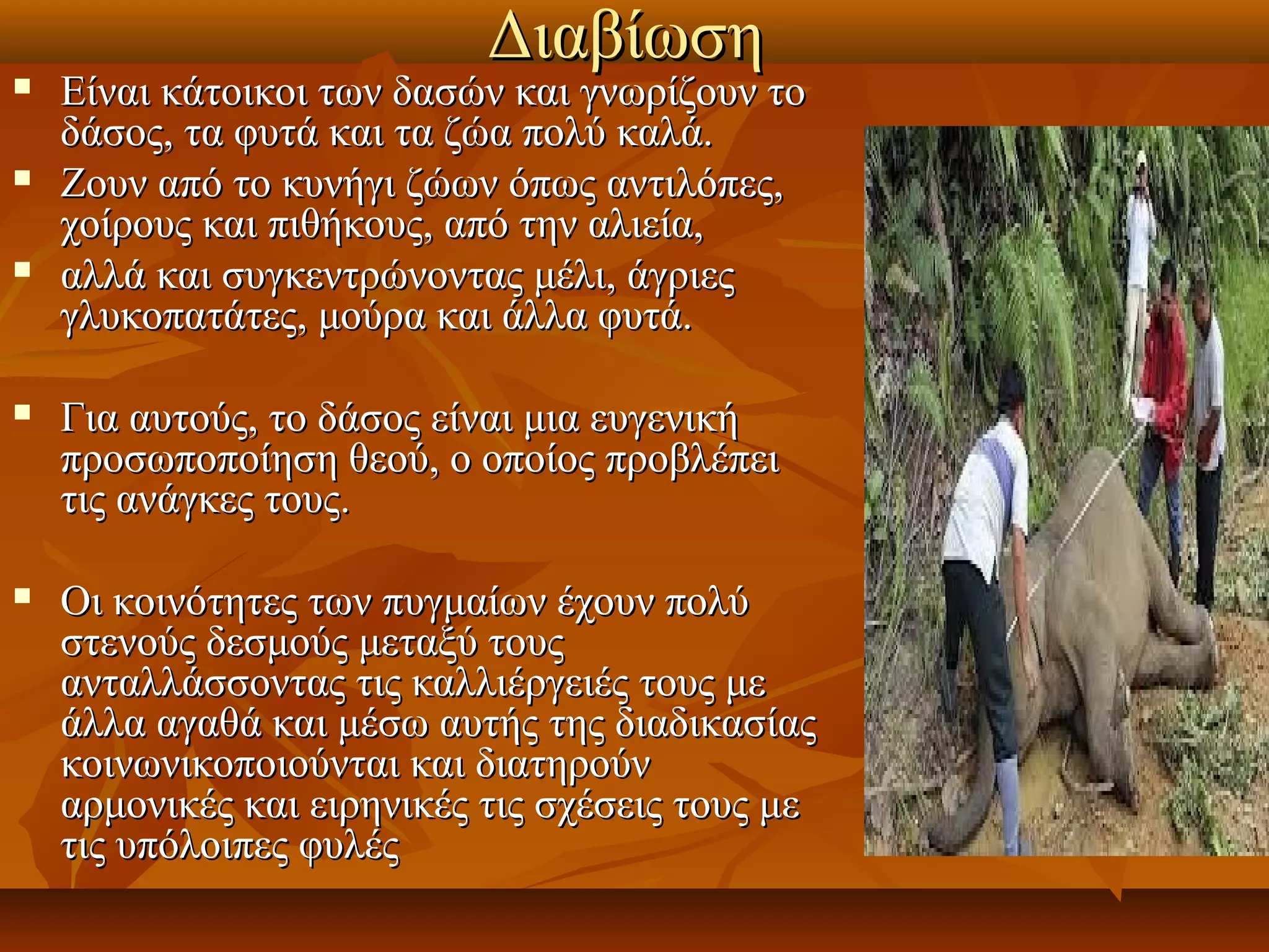 Διαβίωση 
   Είναι κάτοικοι των δασών και γνωρίζουν το 
    δάσος, τα φυτά και τα ζώα πολύ καλά. 
   Ζουν από το κυνήγι ζώων όπως αντιλόπες, 
    χοίρους και πιθήκους, από την αλιεία, 
   αλλά και συγκεντρώνοντας μέλι, άγριες 
    γλυκοπατάτες, μούρα και άλλα φυτά. 

   Για αυτούς, το δάσος είναι μια ευγενική 
    προσωποποίηση θεού, ο οποίος προβλέπει 
    τις ανάγκες τους. 

   Οι κοινότητες των πυγμαίων έχουν πολύ 
    στενούς δεσμούς μεταξύ τους 
    ανταλλάσσοντας τις καλλιέργειές τους με 
    άλλα αγαθά και μέσω αυτής της διαδικασίας 
    κοινωνικοποιούνται και διατηρούν 
    αρμονικές και ειρηνικές τις σχέσεις τους με 
    τις υπόλοιπες φυλές 
 