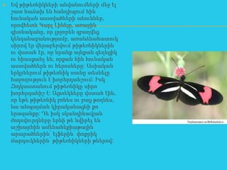   Եվ թիթեռնիկների անվանումների մեջ էլ
    շատ հաճախ են հանդիպում հին
    հունական աստվածների անուններ,
    որովհետև Կարլ Լինեյը, առաջին
    գիտնականը, որ լրջորեն զբաղվեց
    կենդանաբանությամբ, առանձնահատուկ
    սիրով էր վերաբերվում թիթեռնիկներին
    ու վստահ էր, որ նրանք այնքան գեղեցիկ
    ու հիասքանչ են, որքան հին հունական
    աստվածներն ու հերոսները: Ասիական
    երկրներում թիթեռնիկ տանը տեսնելը
    հաջողություն է խորհրդանշում: Իսկ
    Հնդկաստանում թիթեռնիկը սիրո
    խորհրդանիշ է: Ացտեկները վստահ էին,
    որ եթե թիթեռնիկ բռնես ու բաց թողնես,
    նա անպայման կիրականացնի քո
    երազանքը: Դե իսկ սկանդինավյան
    ժողովուրդները երևի թե նվիրել են
    աշխարհին ամենահեքիաթային
    արարածներին՝ էլֆերին՝ փոքրիկ
    մարդուկներին՝ թիթեռնիկների թևերով:
 