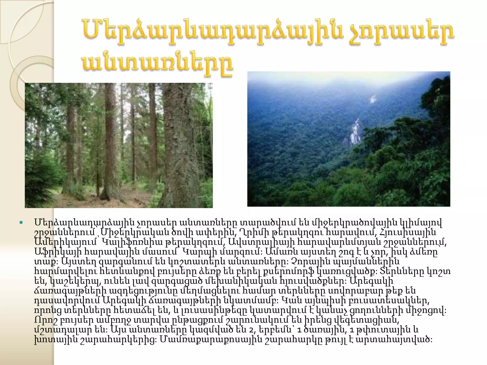    Մերձարևադարձային չորասեր անտառները տարածվում են միջերկրածովային կլիմայով
    շրջաններում՝ Միջերկրական ծովի ափերին, Ղրիմի թերակղզու հարավում, Հյուսիսային
    Ամերիկայում՝ Կալիֆոռնիա թերակղզում, Ավստրալիայի հարավարևմտյան շրջաններում,
    Աֆրիկայի հարավային մասում՝ Կարպի մարզում: Ամառն այստեղ շոգ է և չոր, իսկ ձմեռը՝
    տաք: Այստեղ զարգանում են կոշտատերև անտառները: Չորային պայմաններին
    հարմարվելու հետևանքով բույսերը ձեռք են բերել քսերոմորֆ կառուցվածք: Տերևները կոշտ
    են, կաշեկերպ, ունեն լավ զարգացած մեխանիկական հյուսվածքներ: Արեգակի
    ճառագայթների ազդեցությունը մեղմացնելու համար տերևները սովորաբար թեք են
    դասավորվում Արեգակի ճառագայթների նկատմամբ: Կան այնպիսի բուսատեսակներ,
    որոնց տերևները հետաճել են, և լուսասինթեզը կատարվում է կանաչ ցողունների միջոցով:
    Որոշ բույսեր ամբողջ տարվա ընթացքում շարունակում են իրենց վեգետացիան,
    մշտադալար են: Այս անտառները կազմված են 2, երբեմն` 1 ծառային, 1 թփուտային և
    խոտային շարահարկերից: Մամռաքարաքոսային շարահարկը թույլ է արտահայտված:
 