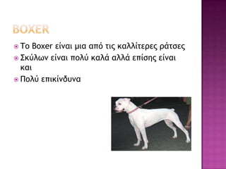  Το  Boxer είμαι μια από τις καλλίτερες ράτσες
 Σκύλωμ είμαι πολύ καλά αλλά επίσης είμαι
  και
 Πολύ επικίμδυμα
 