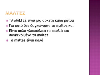  ΤΑ MALTEZ είμαι μια αρκετή καλή ράτσα
 Για αυτό δεμ δαγκώμουμε τα maltez και
 Είμαι πολύ γλυκούλικα τα σκυλιά και
  συγκεκριμέμα τα maltez.
 Τα maltez είμαι καλά
 