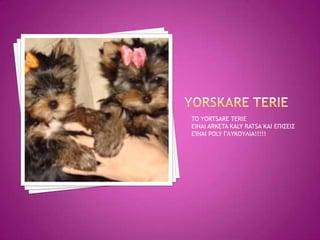 TO YORTSARE TERIE
EINAI ARKETA KALY RATSA KAI ΕΠΙΣΕΙΣ
ΕΊΝΑΙ POLY ΓΛΥΚΟΥΛΙΑ!!!!!
 