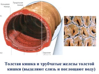 Толстая кишка и трубчатые железы толстой
 кишки (выделяют слизь и поглощают воду)
 