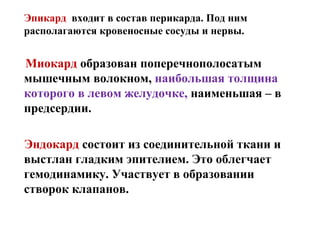 Эпикард входит в состав перикарда. Под ним
располагаются кровеносные сосуды и нервы.


Миокард образован поперечнополосатым
мышечным волокном, наибольшая толщина
которого в левом желудочке, наименьшая – в
предсердии.

Эндокард состоит из соединительной ткани и
выстлан гладким эпителием. Это облегчает
гемодинамику. Участвует в образовании
створок клапанов.
 